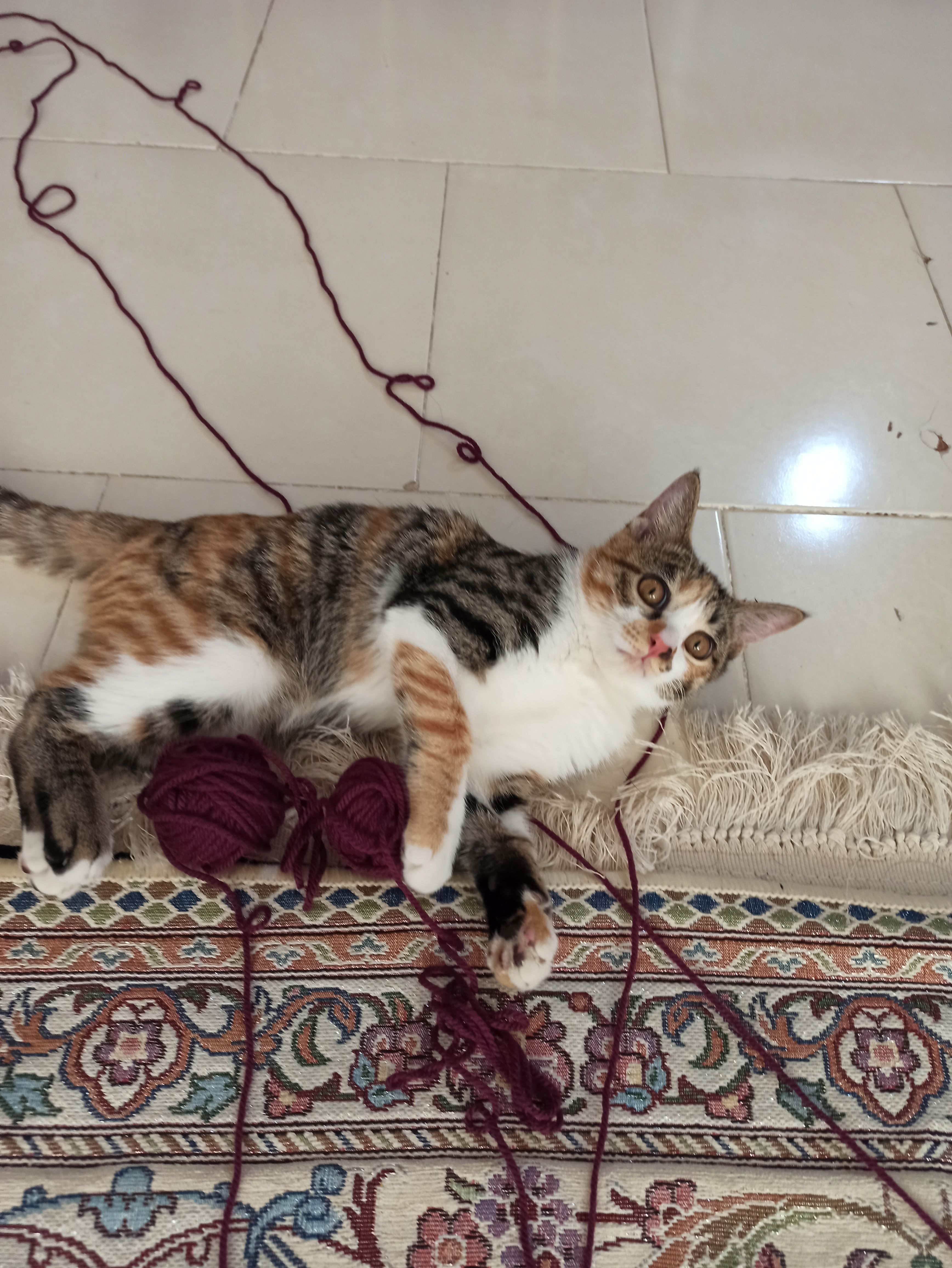 image-7