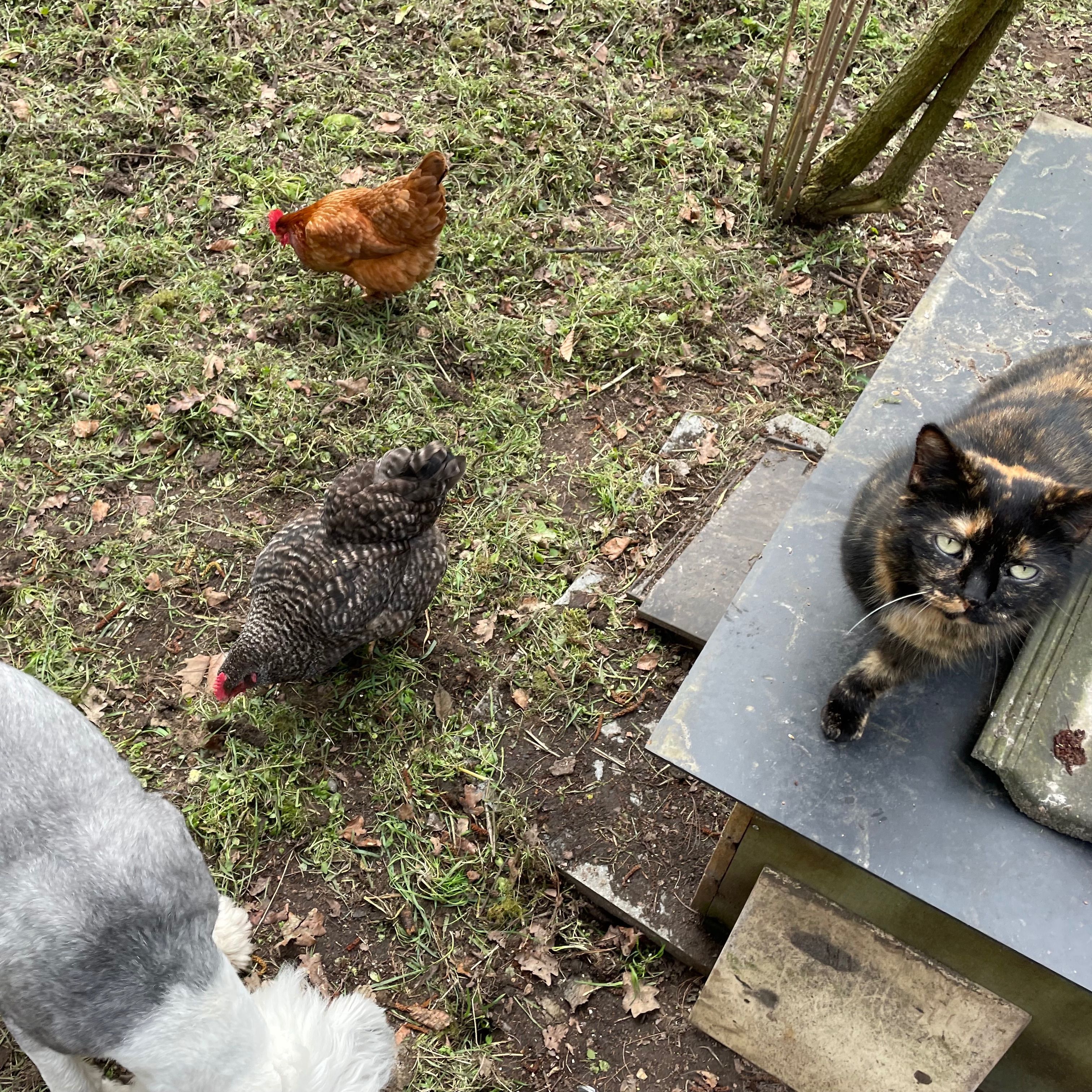 Kippie en Kippie Kippie
