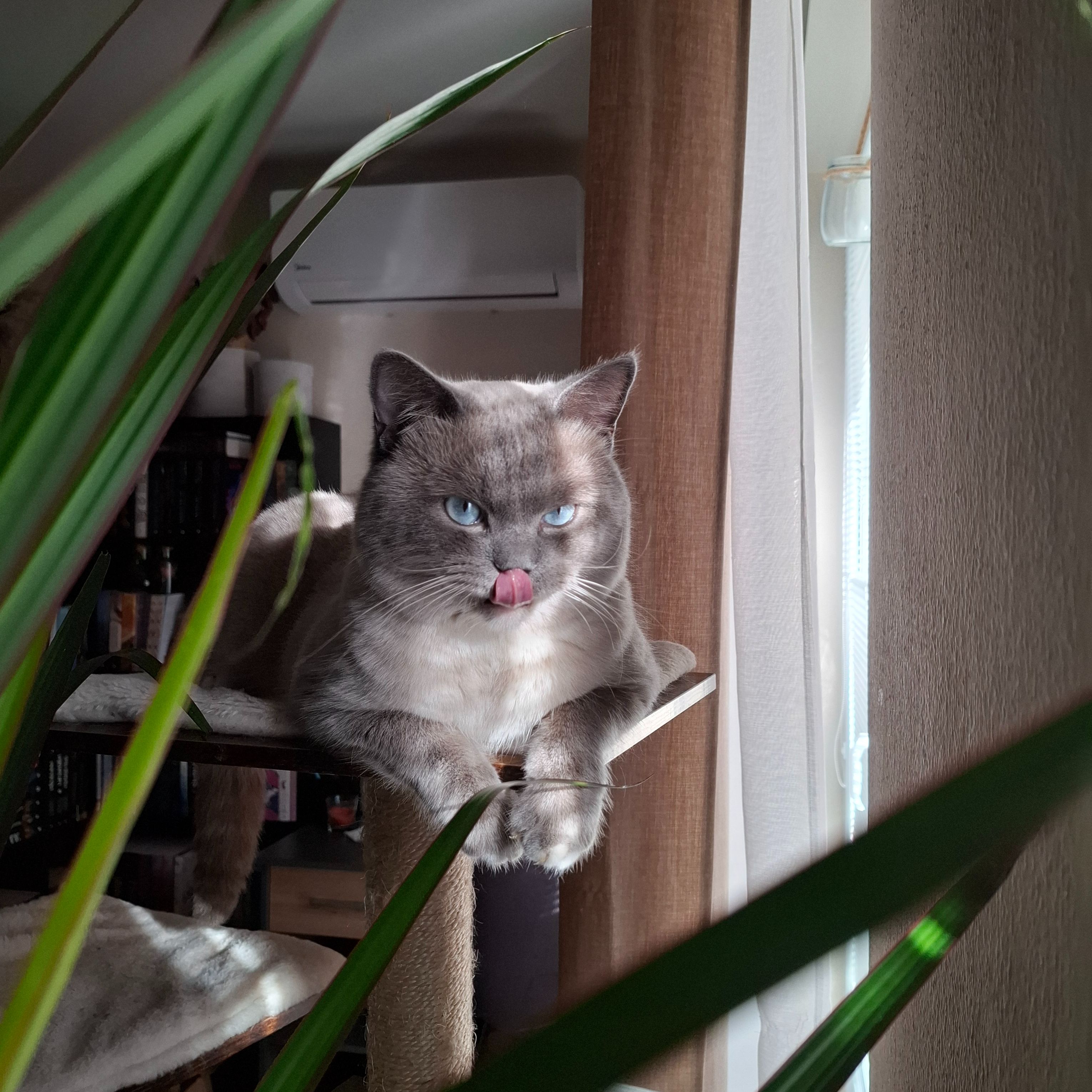 Kovu