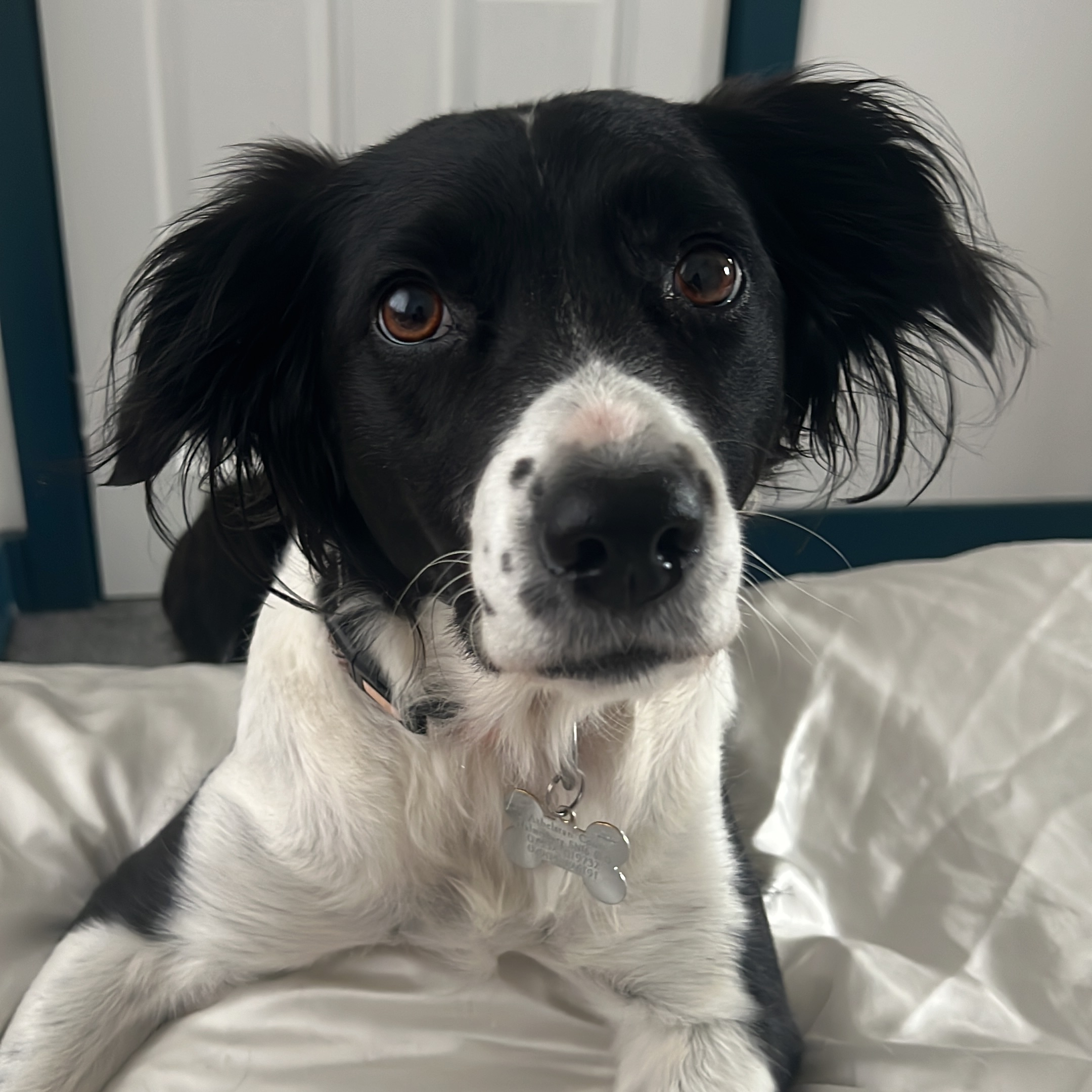 Bella