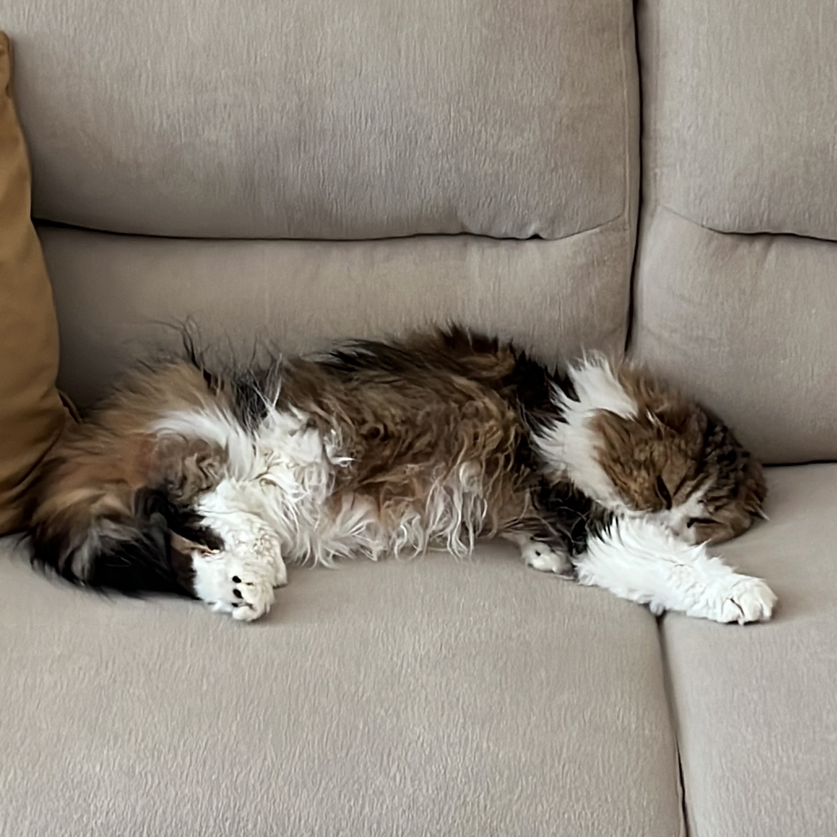 Simba