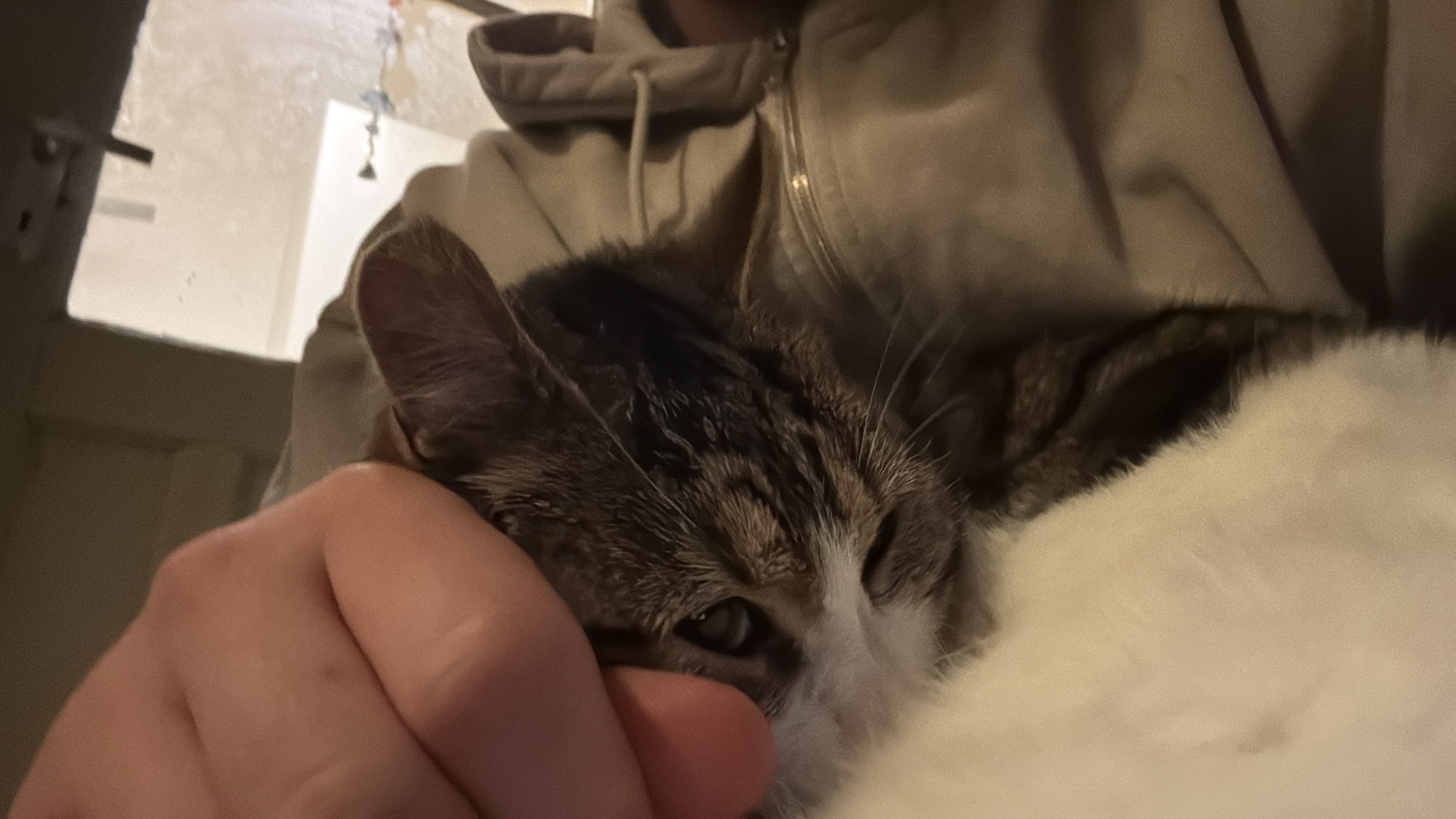 image-8
