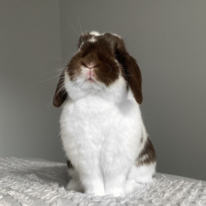Georgia Peach