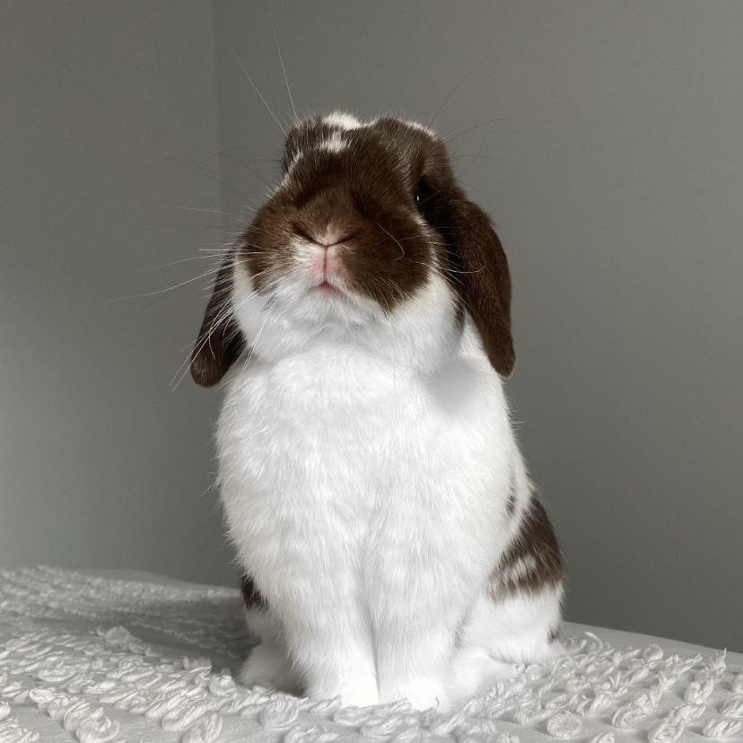 Georgia Peach