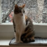 Nova