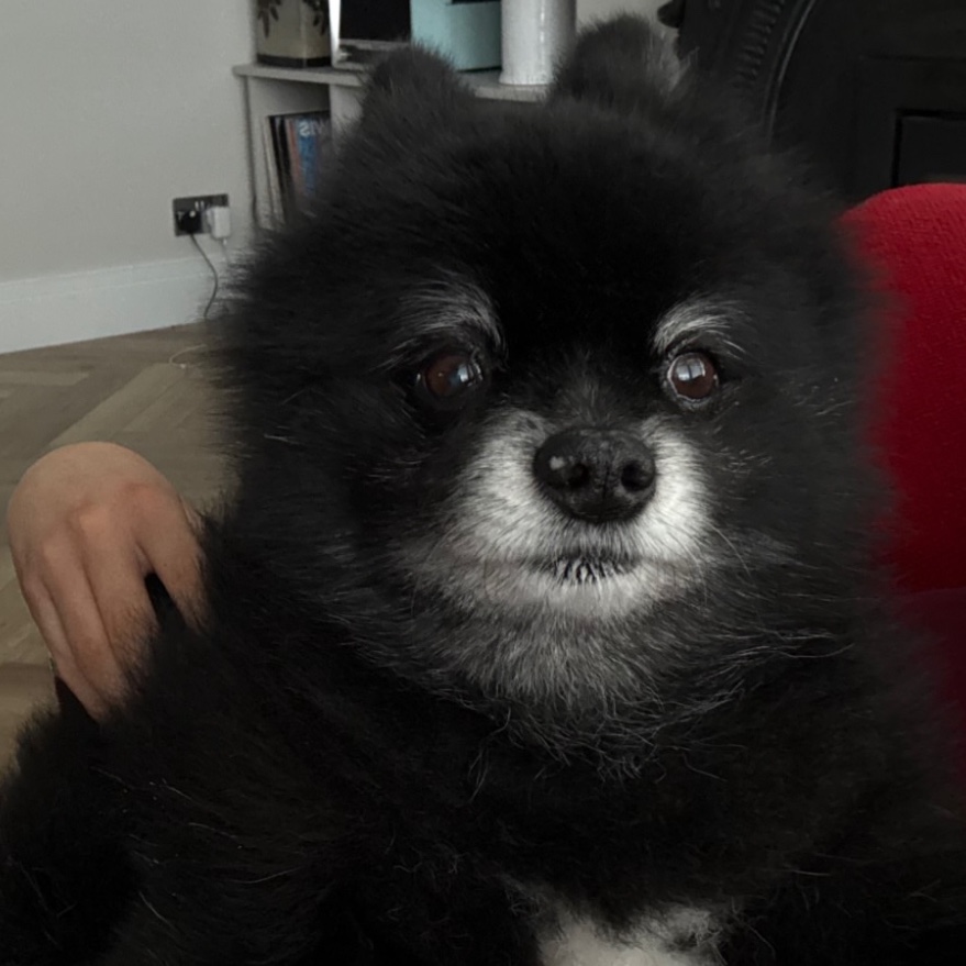 Yogi bear