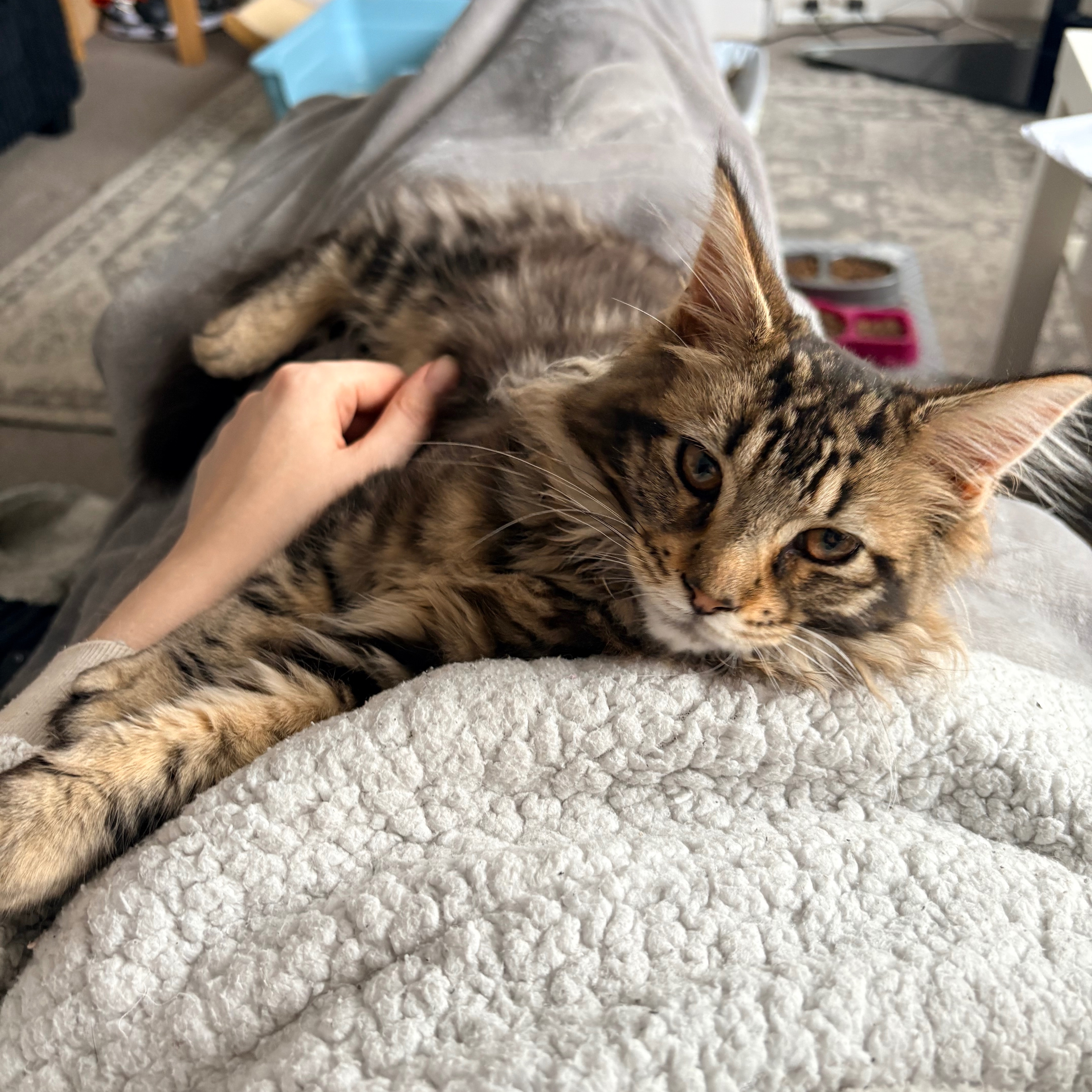 Oscar