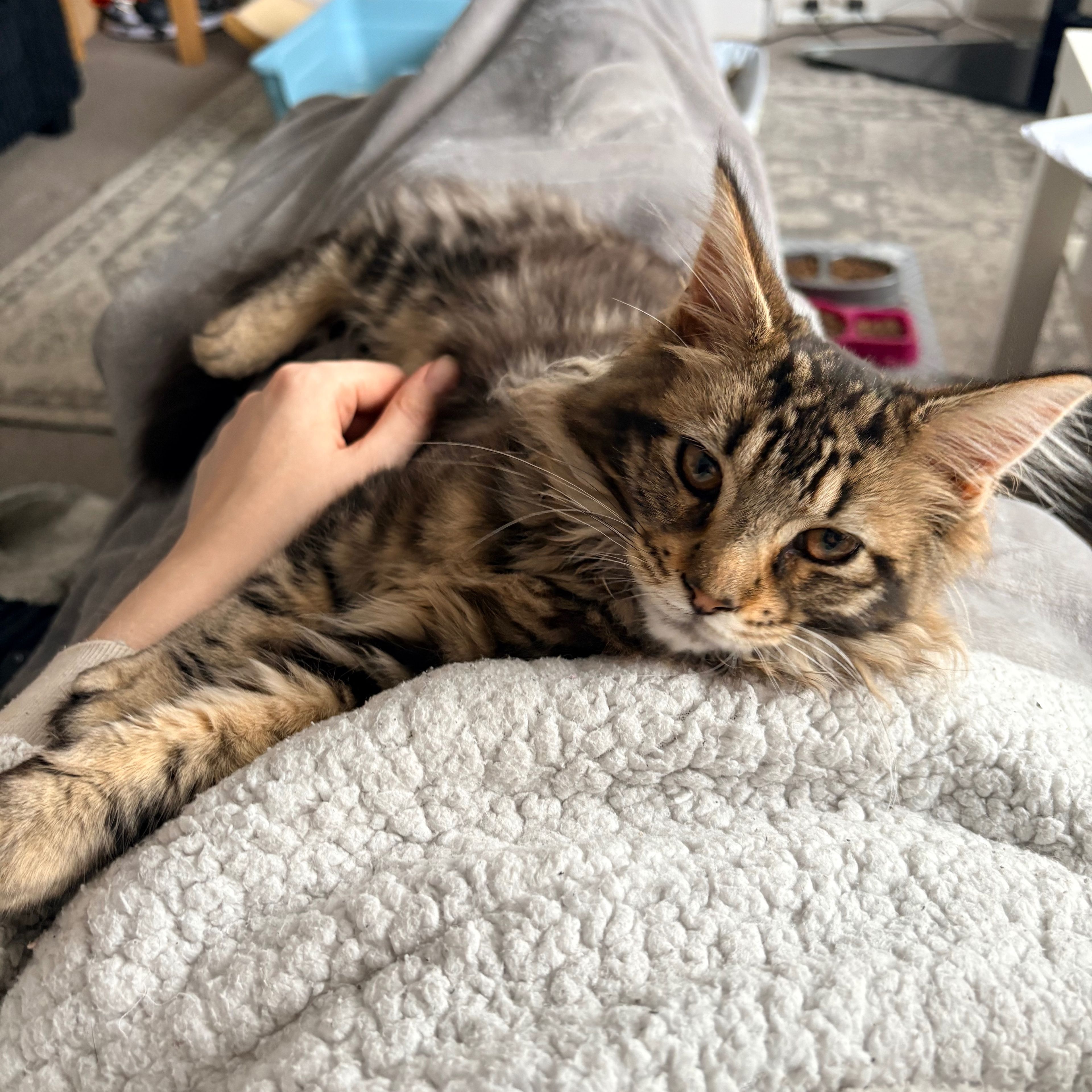 Oscar