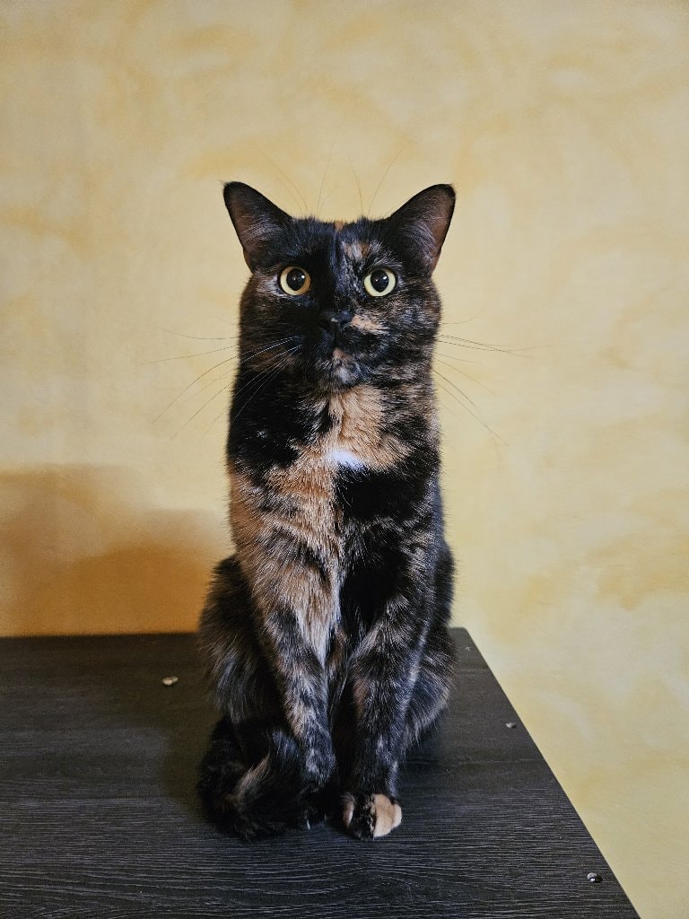 Tora