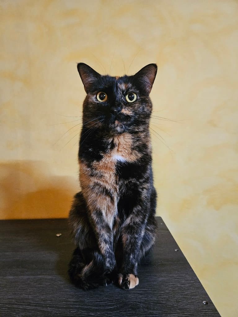 Tora