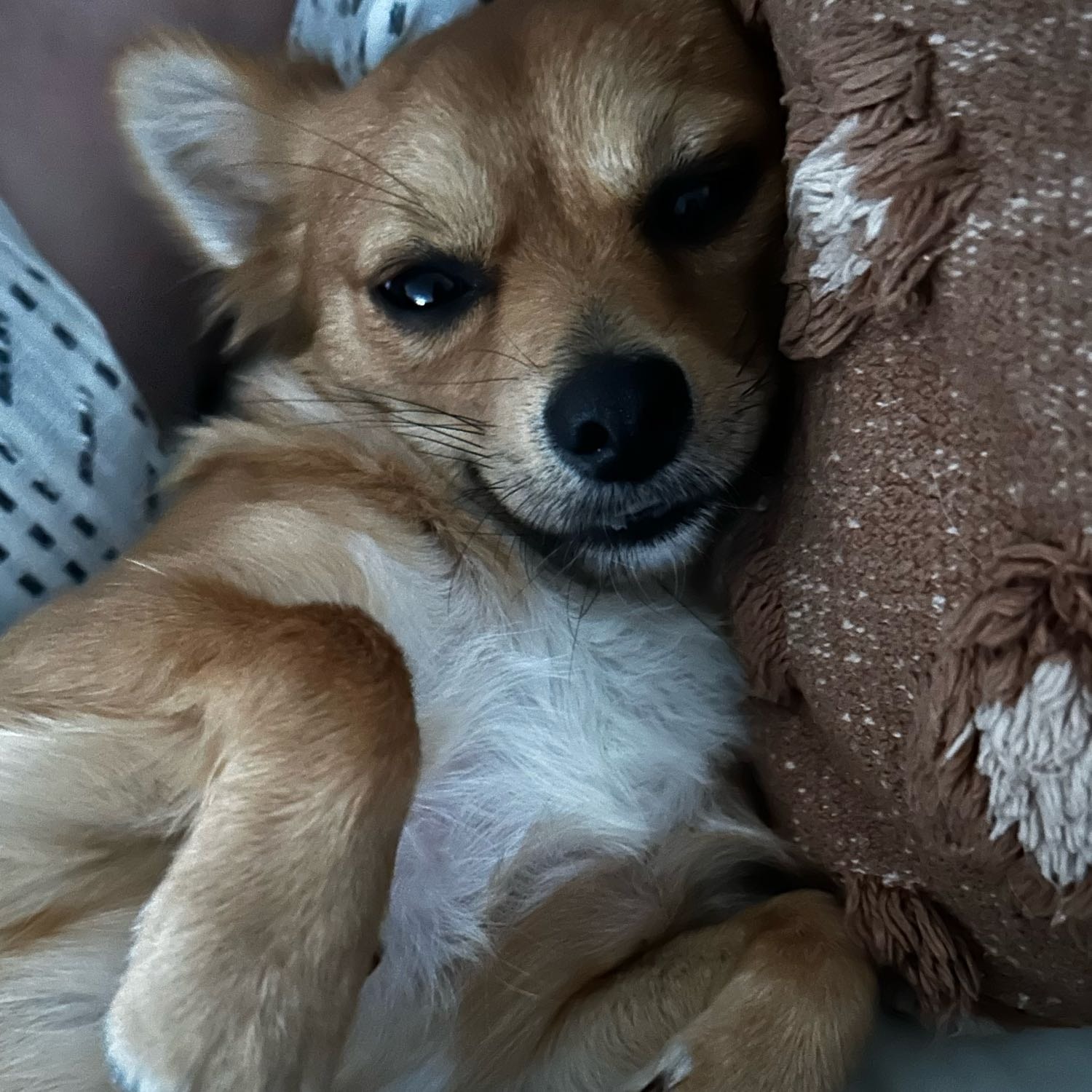 Ieva