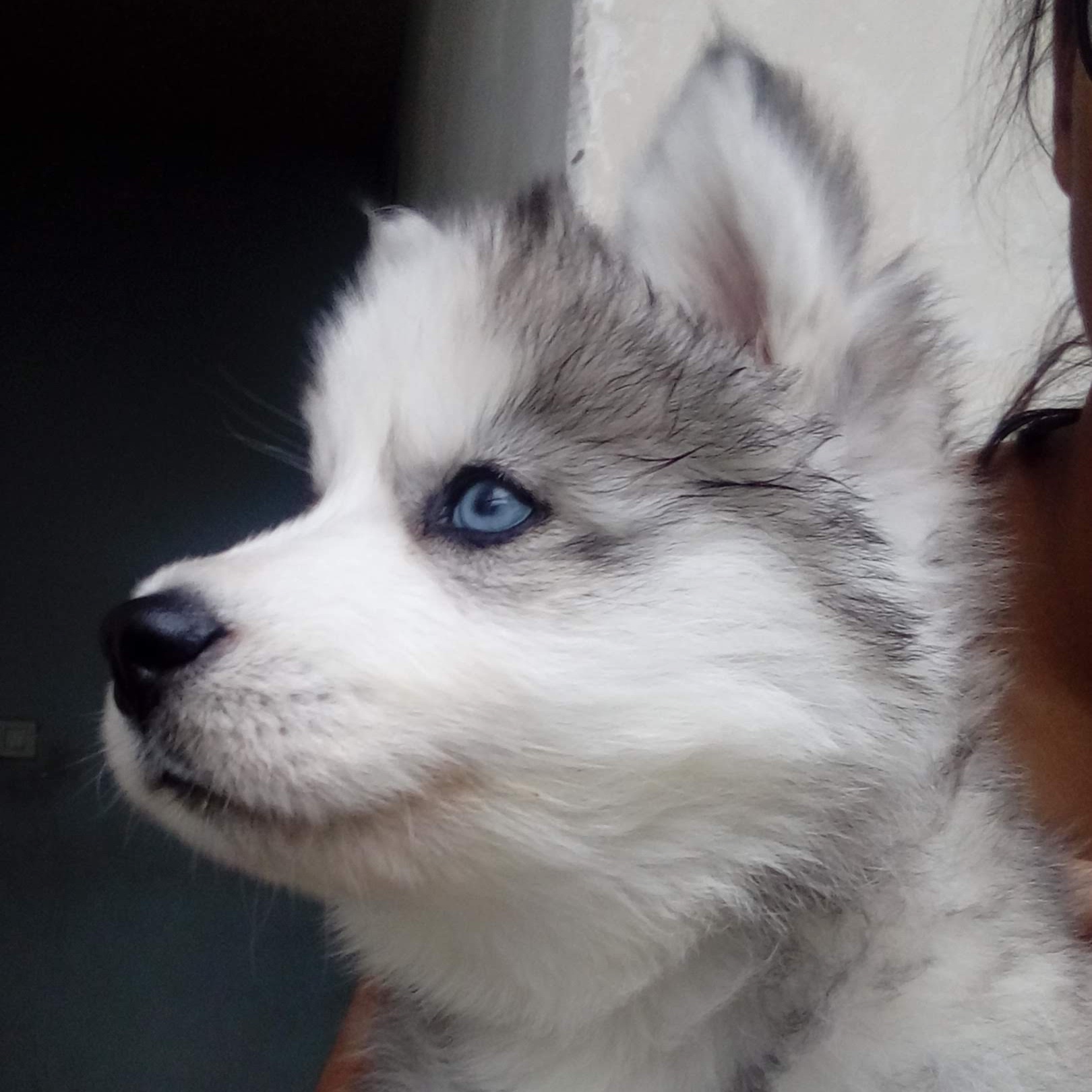 Blu