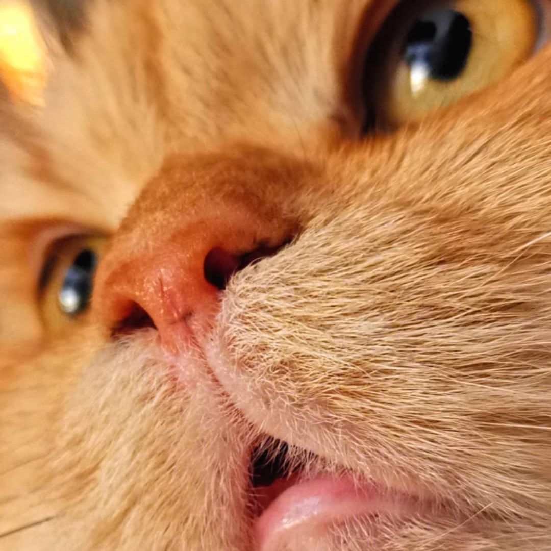 Olli