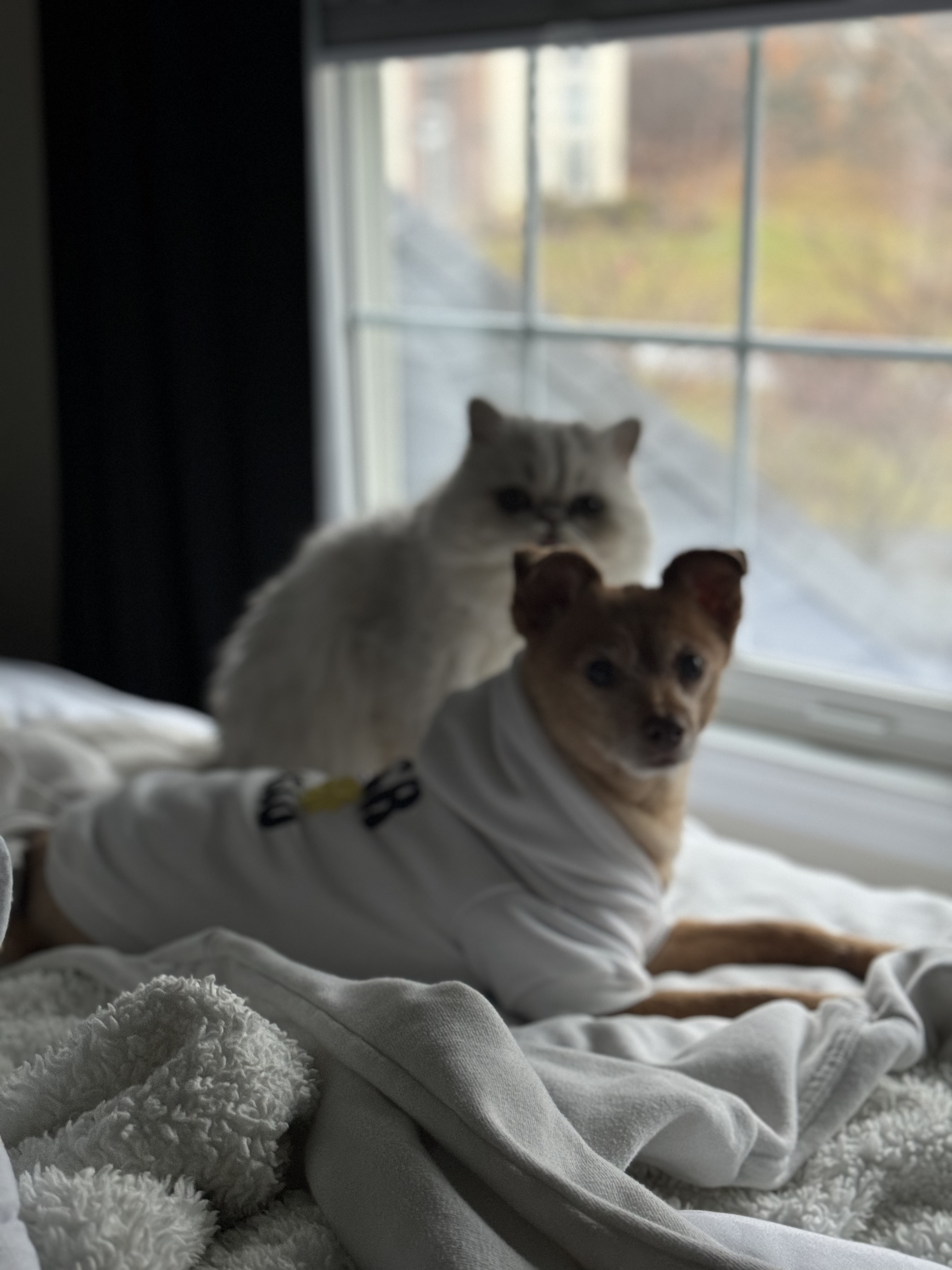 image-11