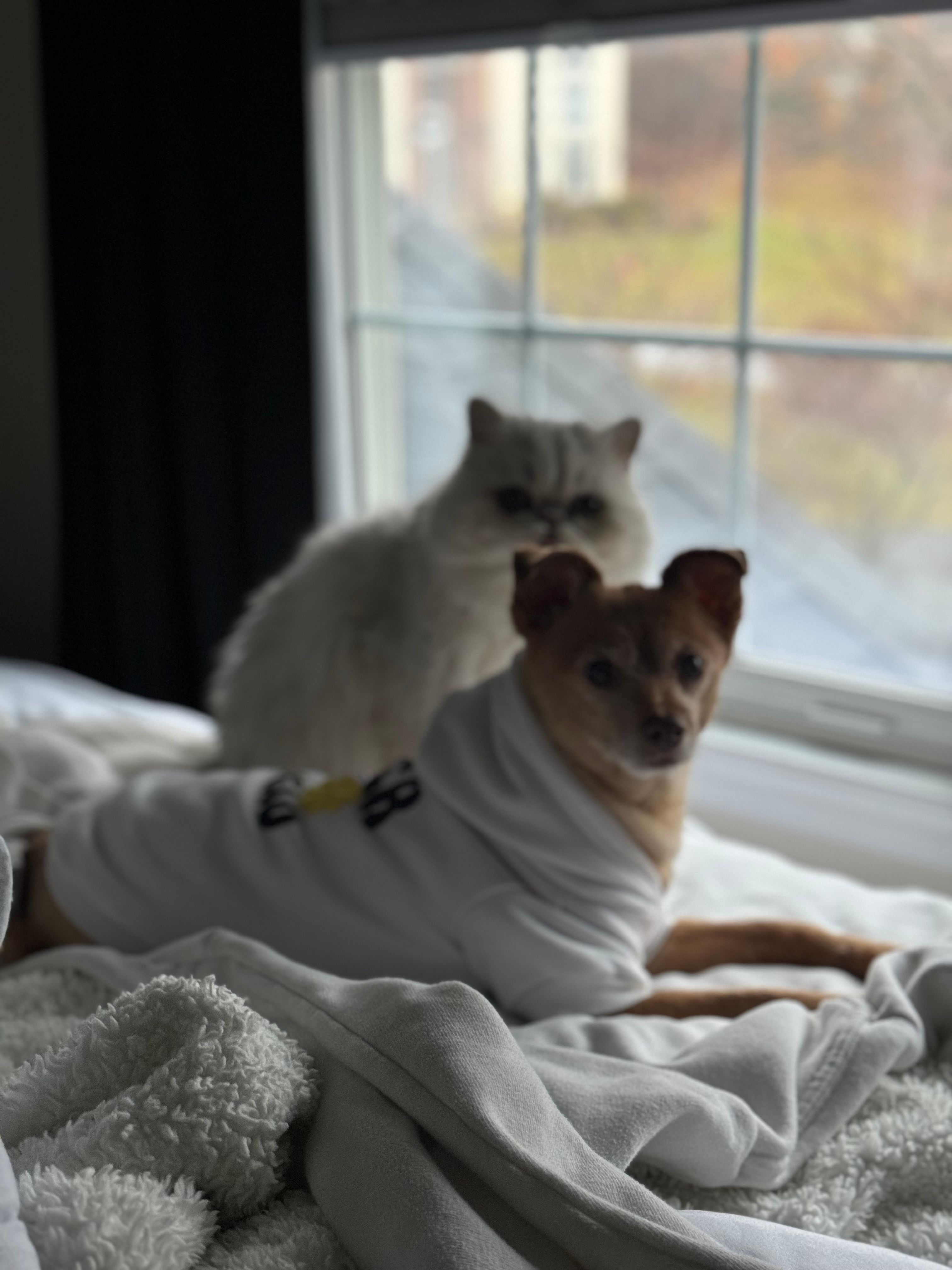 image-11