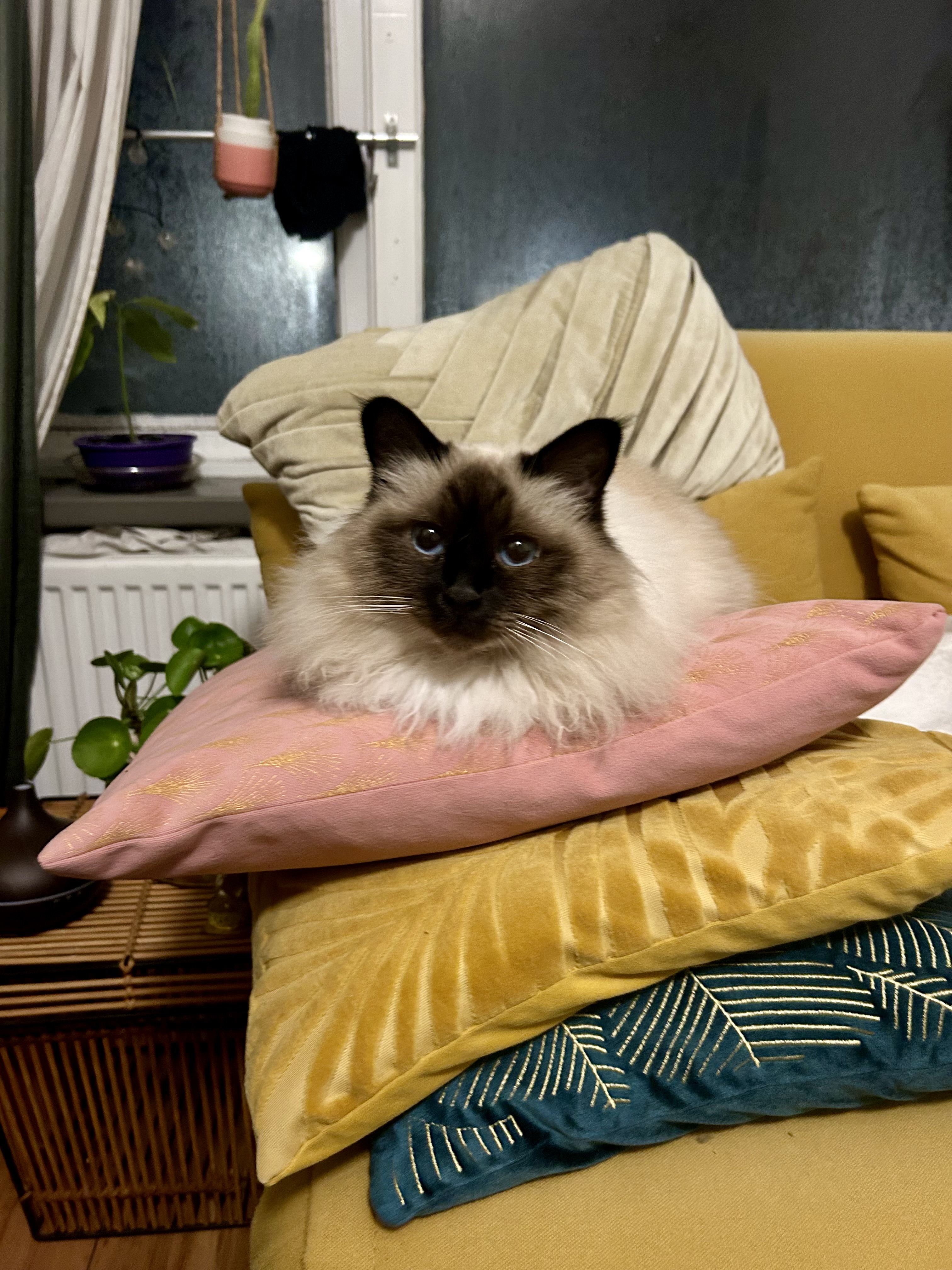 image-12