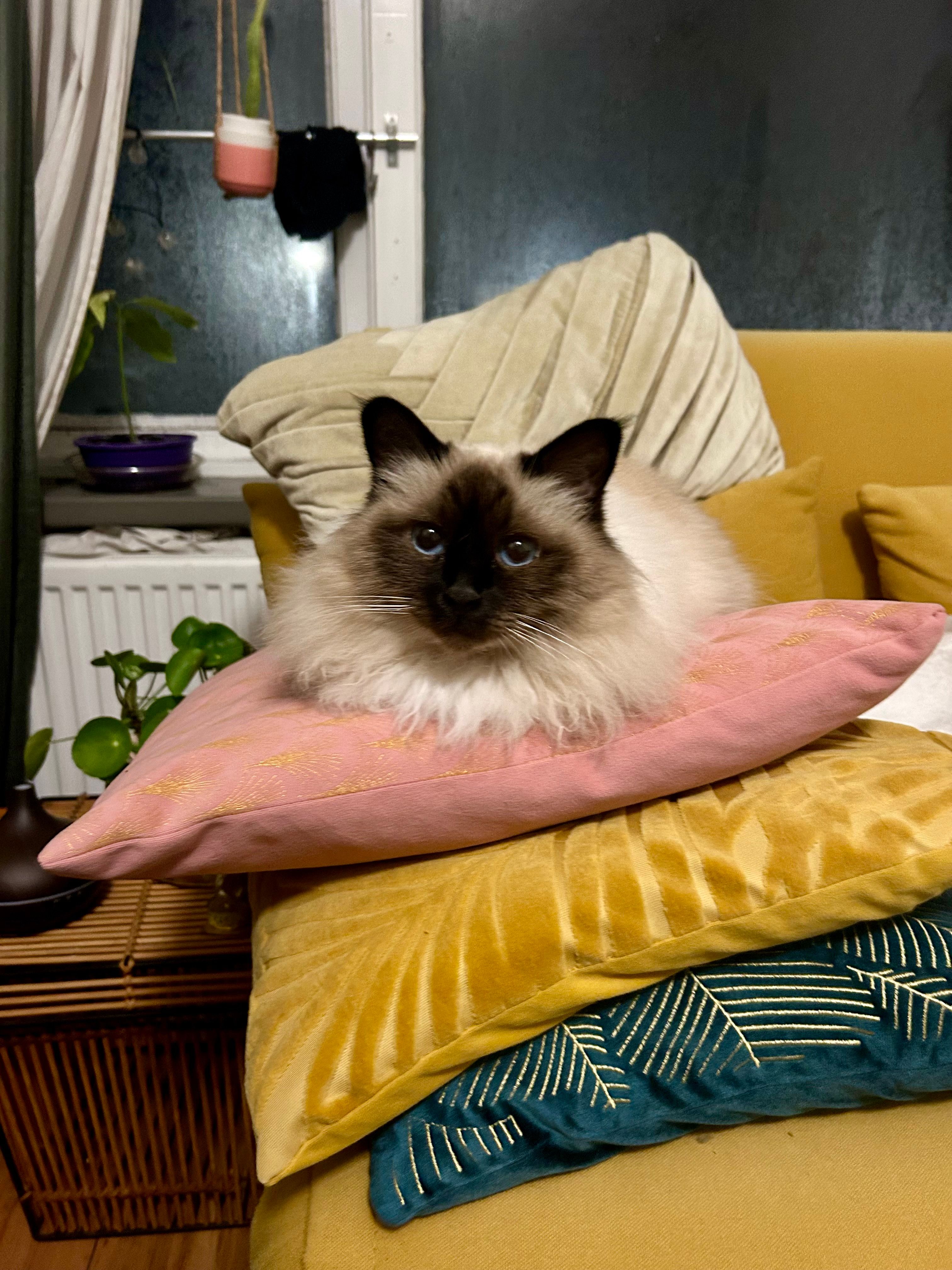 image-12