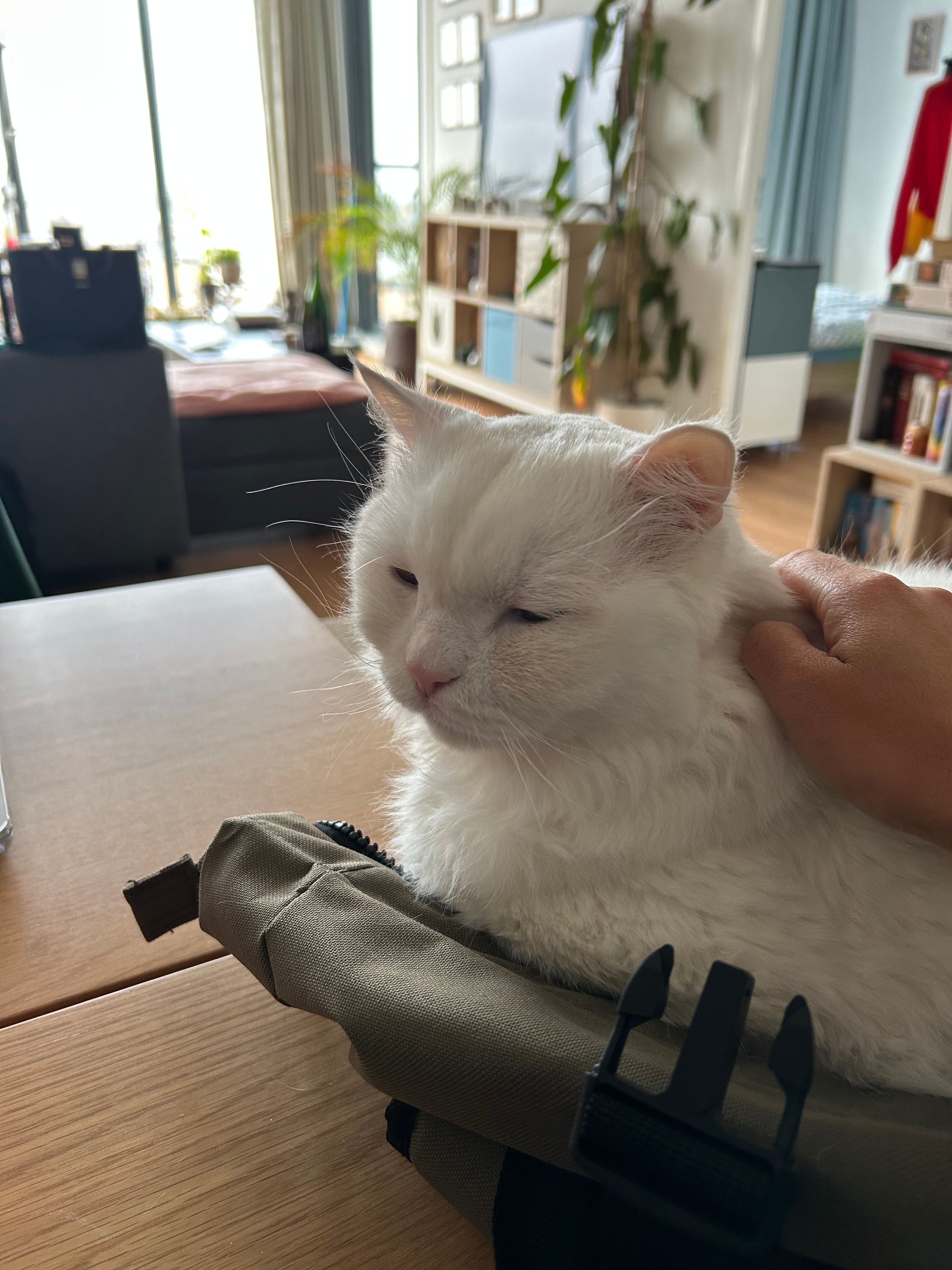 image-8