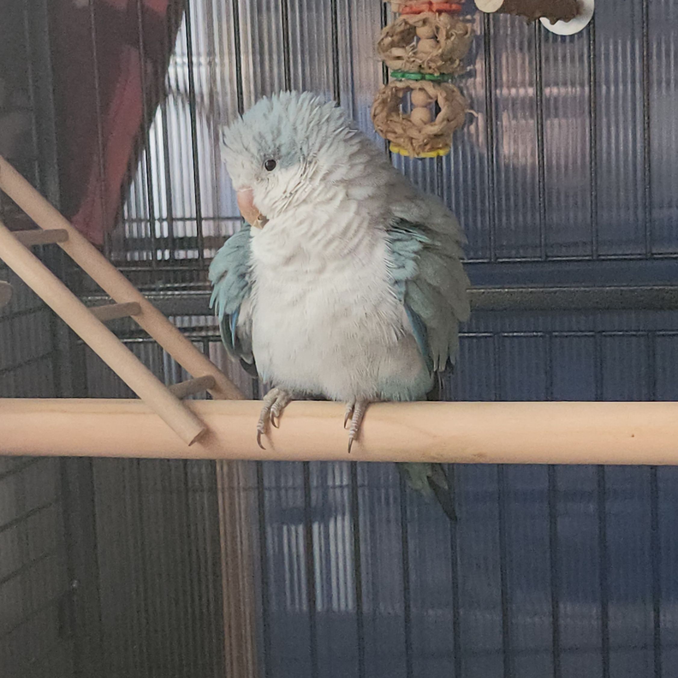 Blueberry