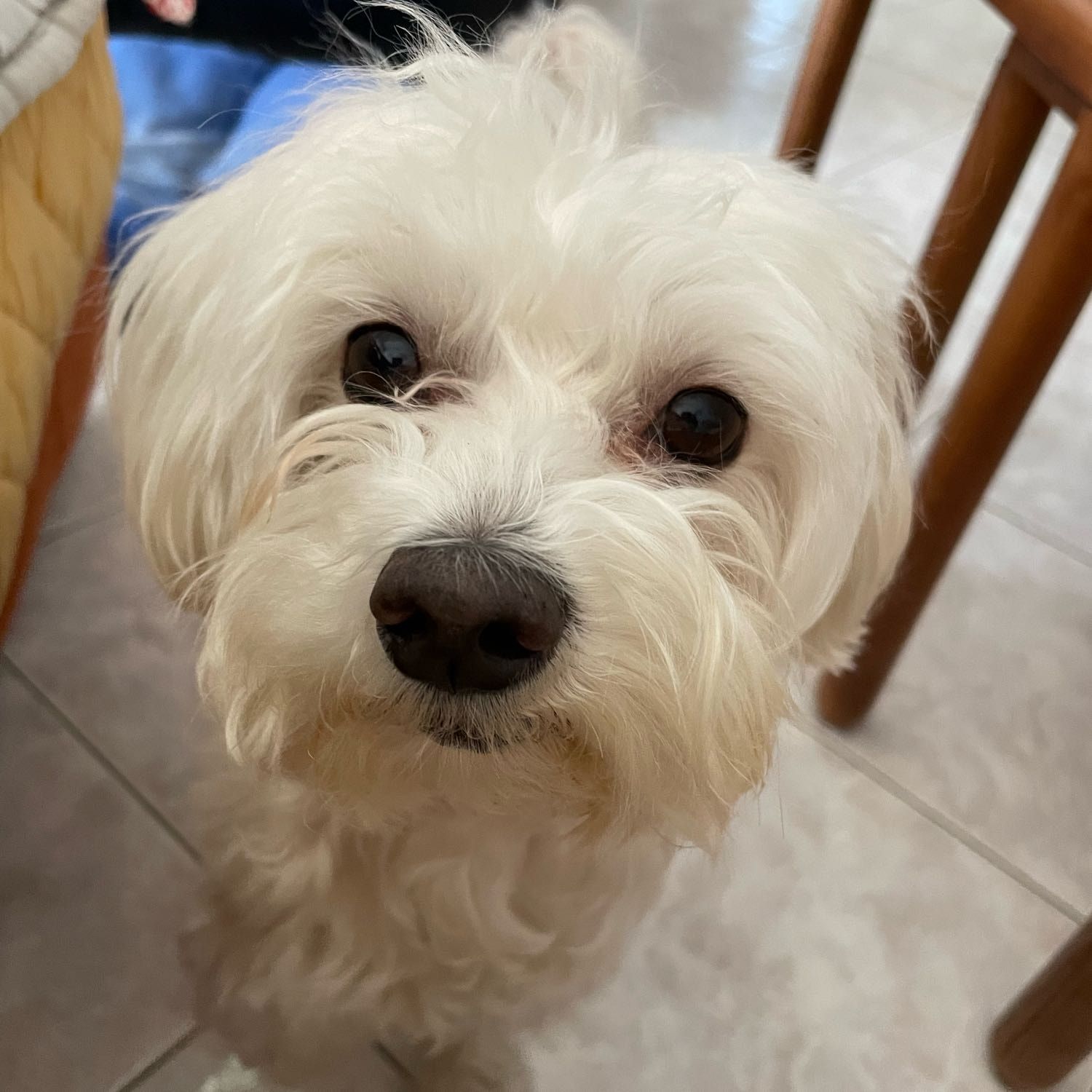 Billy