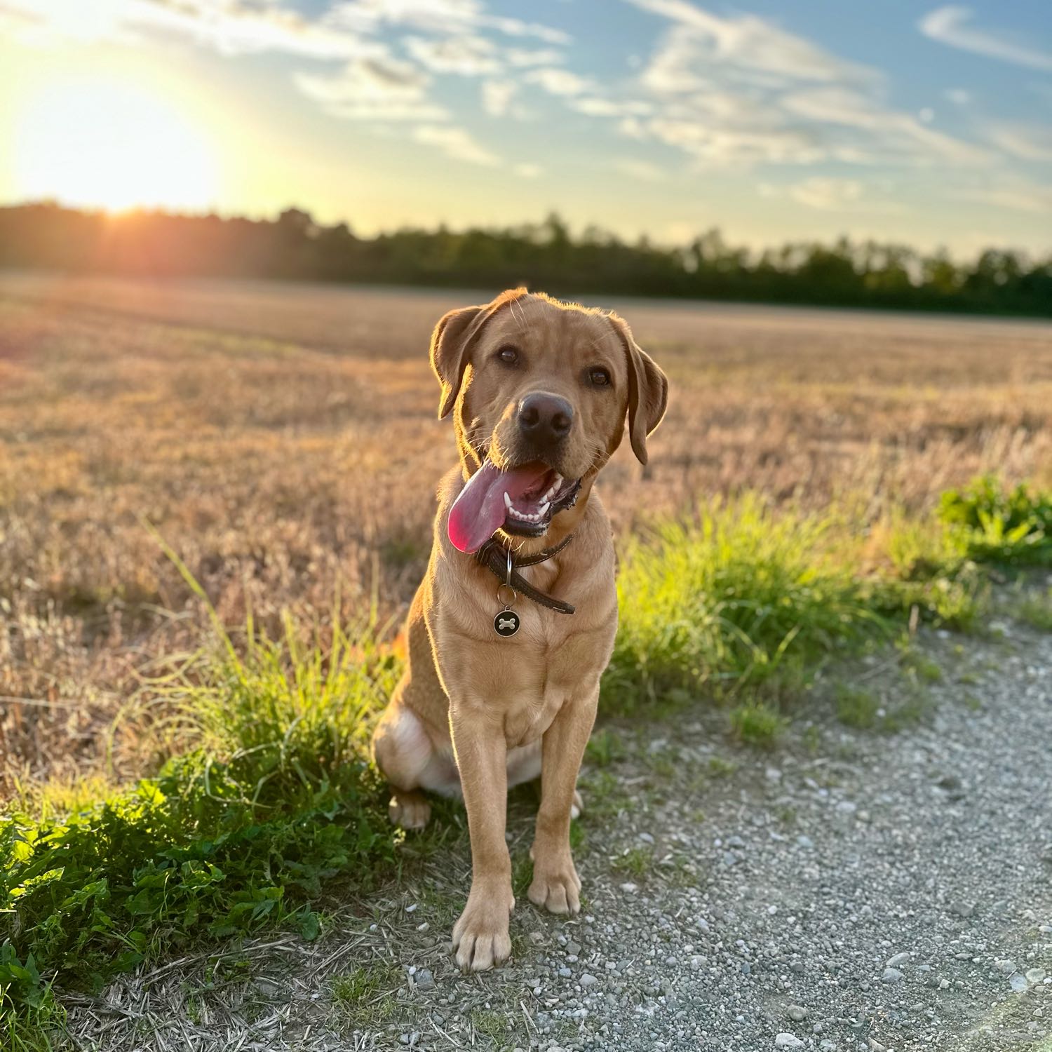 Benji