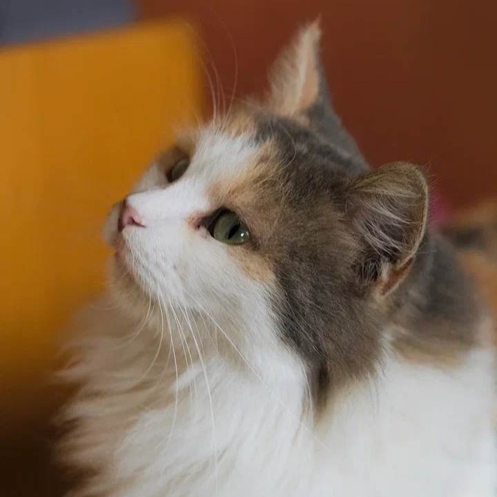 Nori
