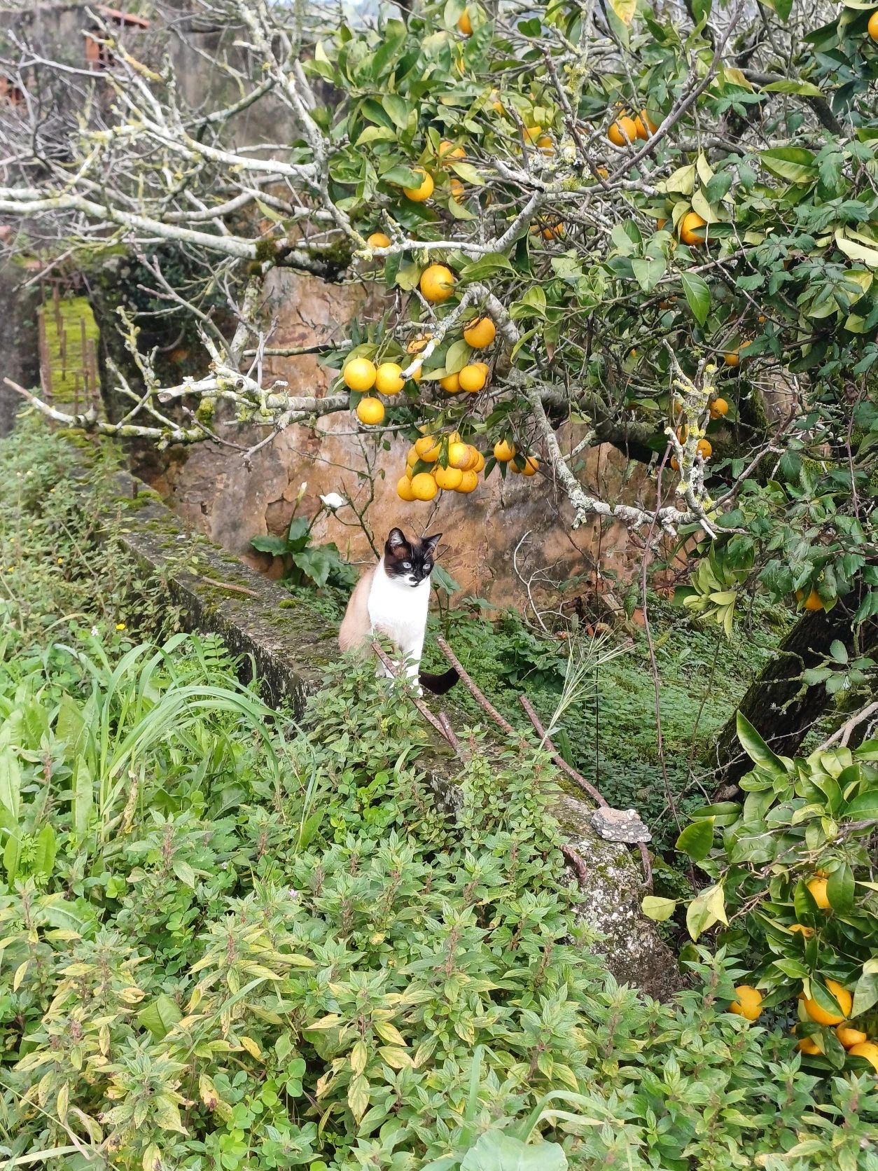 image-5
