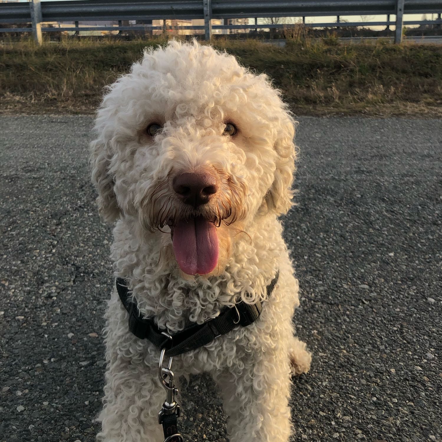 Sam