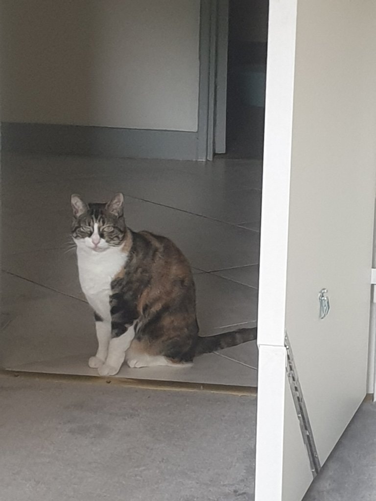Tallula