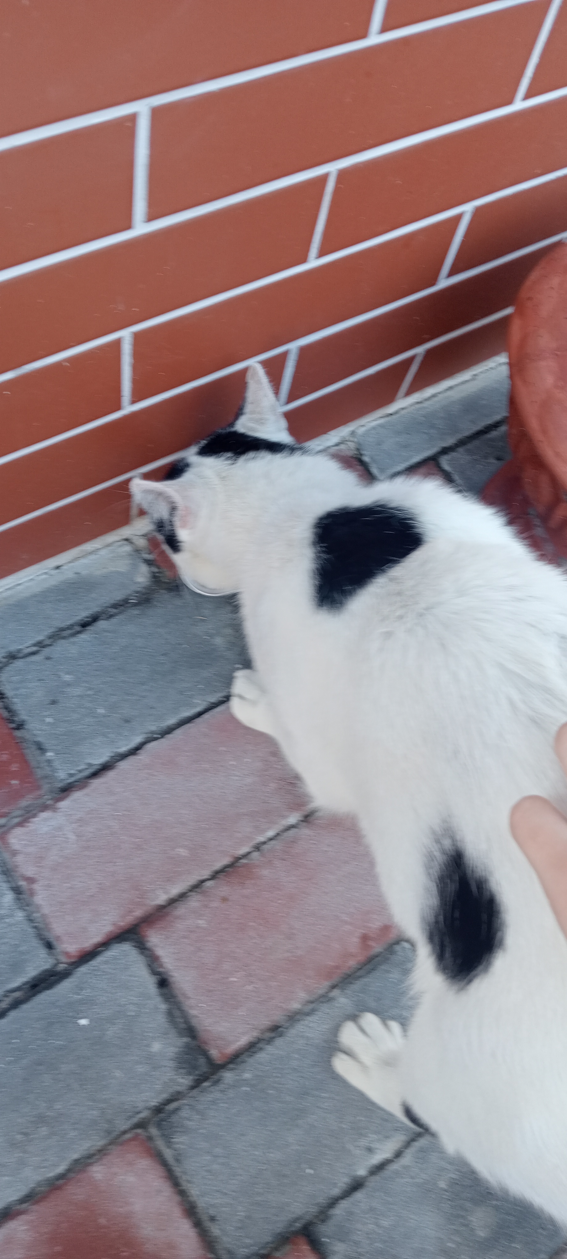 image-7