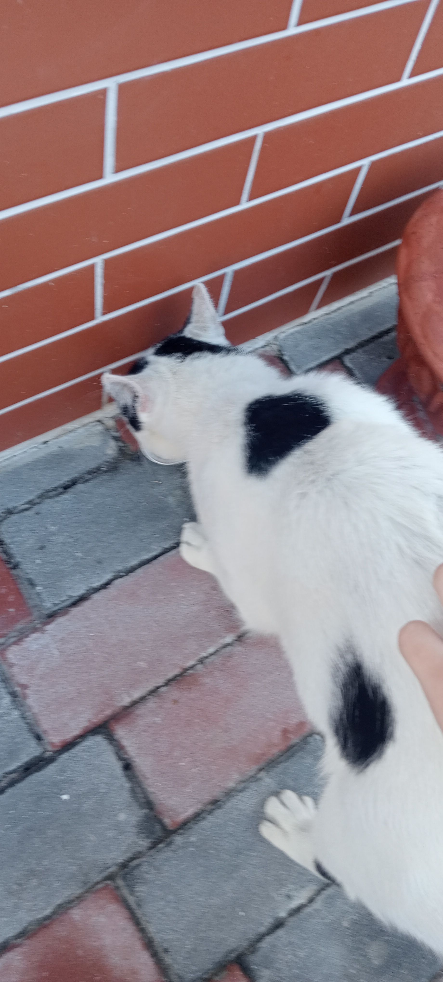 image-7