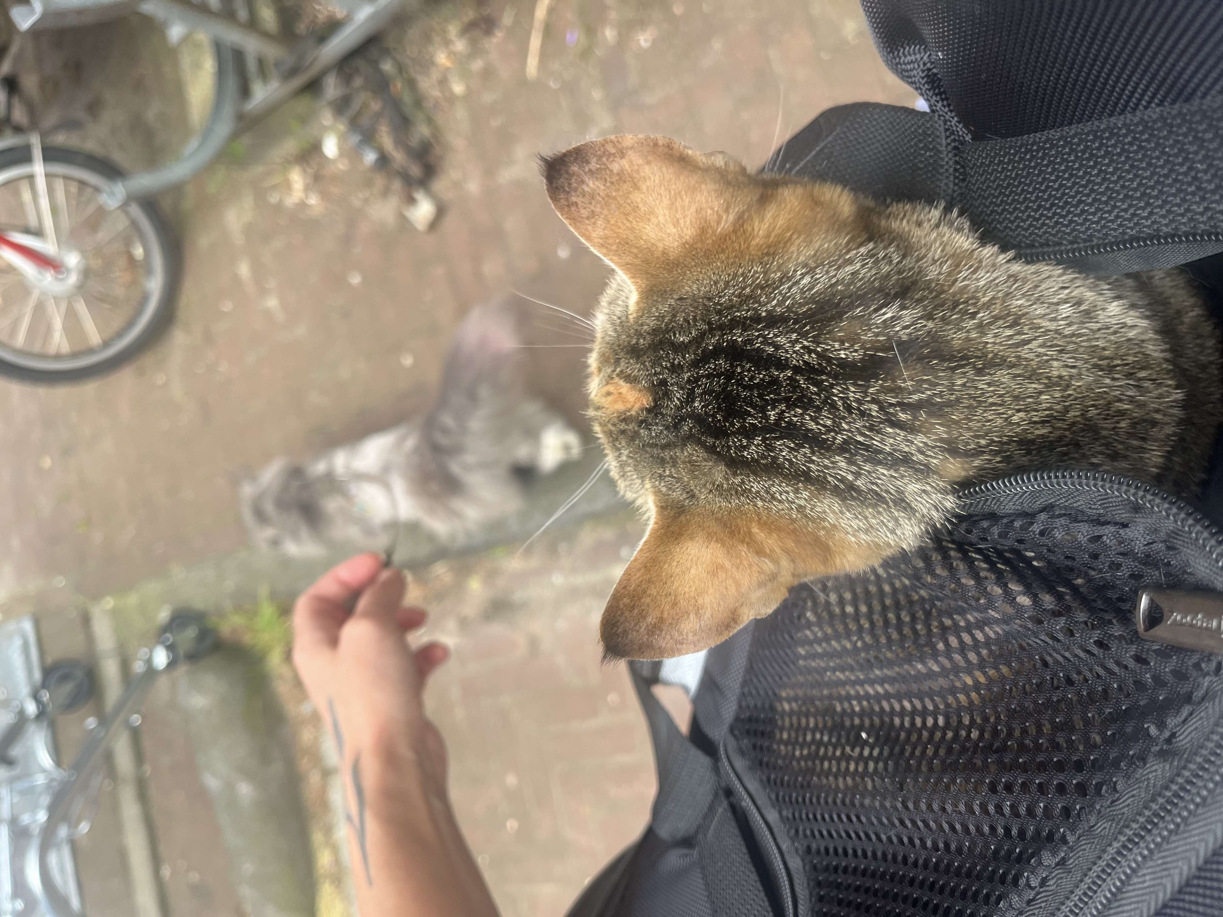 image-5