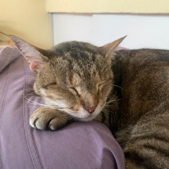 Frimousse