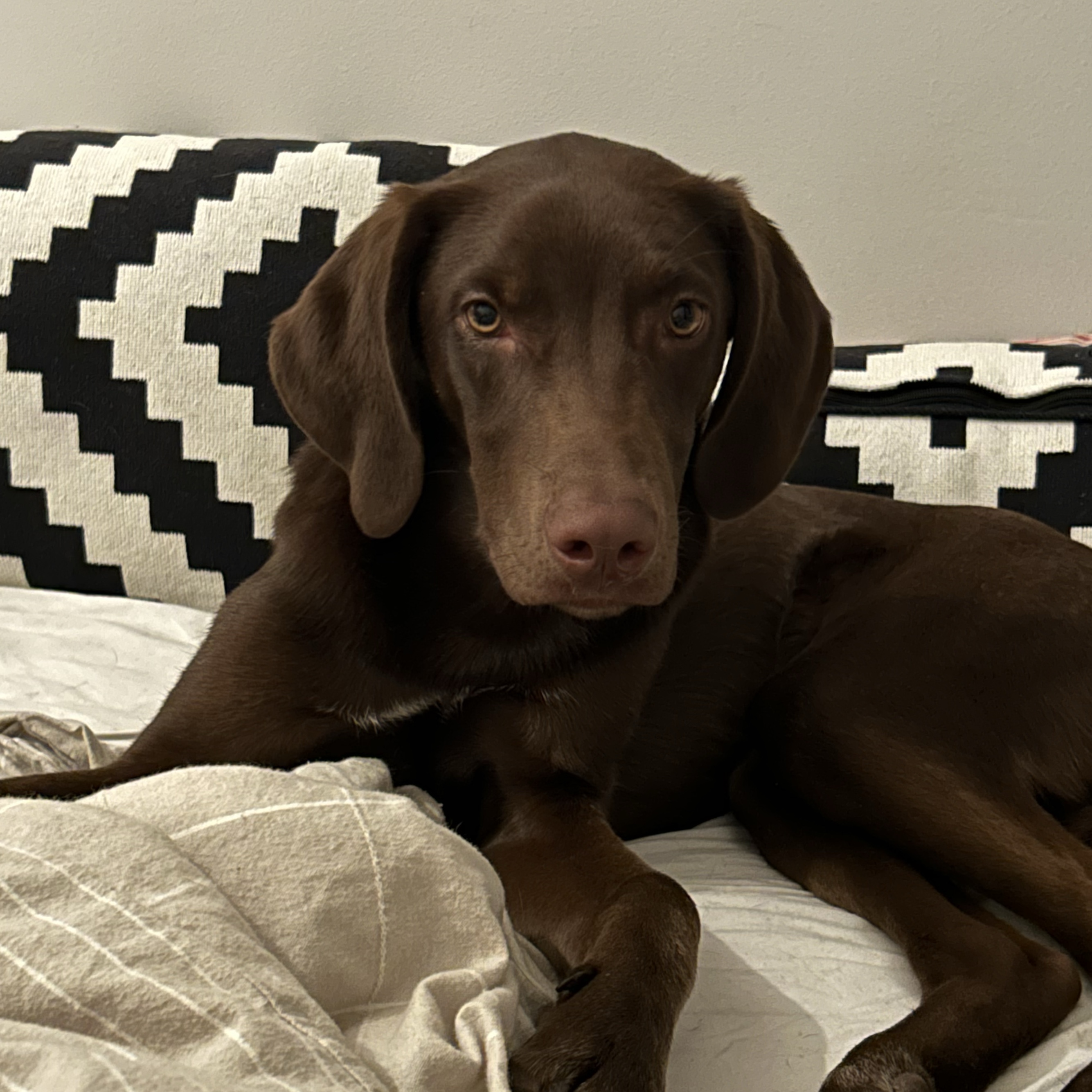 Phoebe 