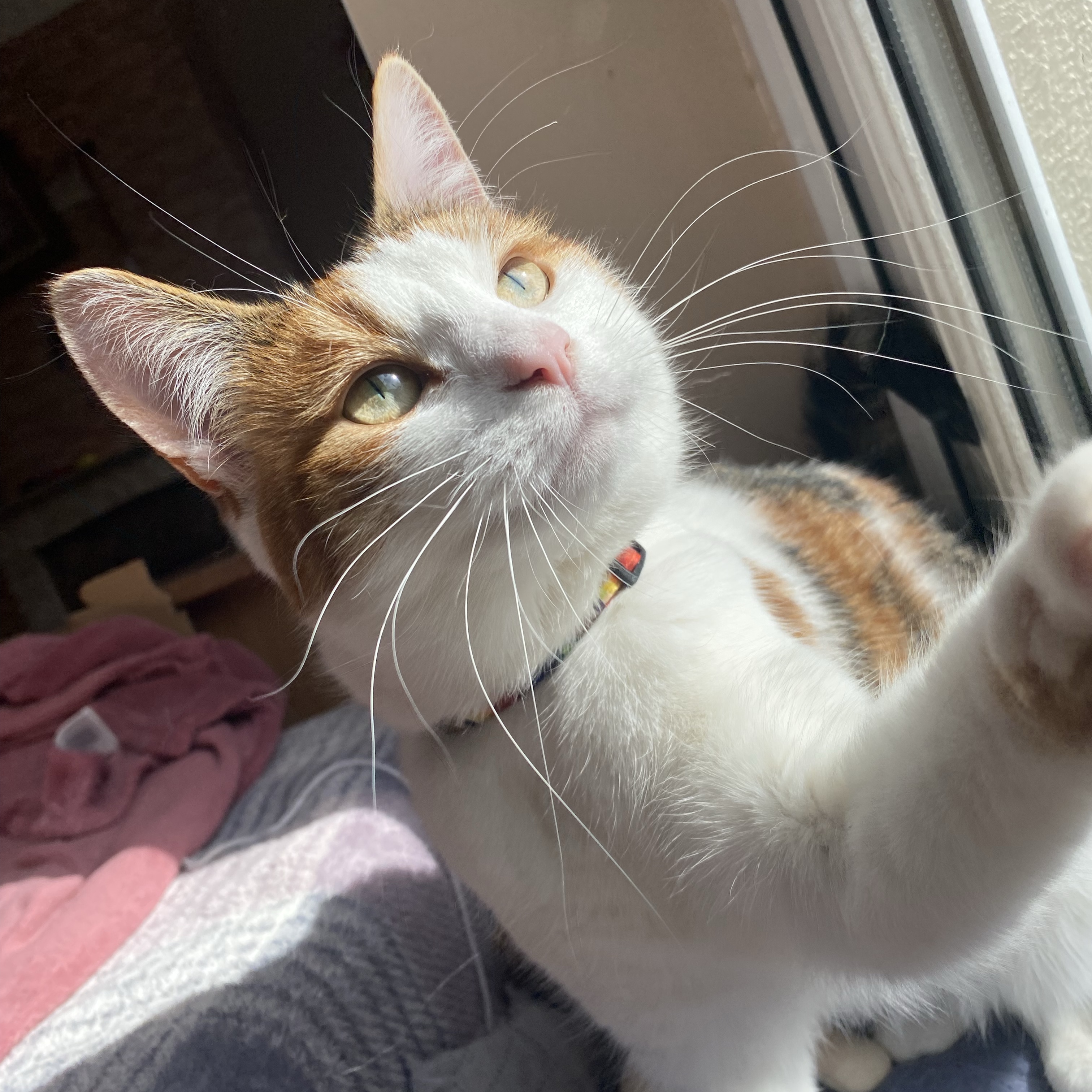 Cleo