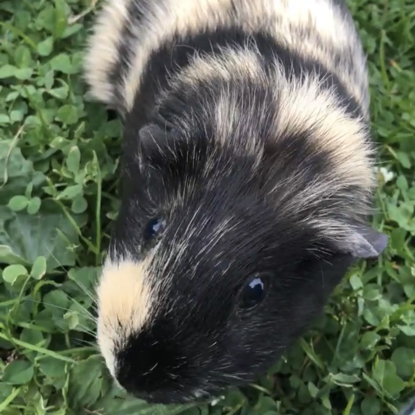 Pepper