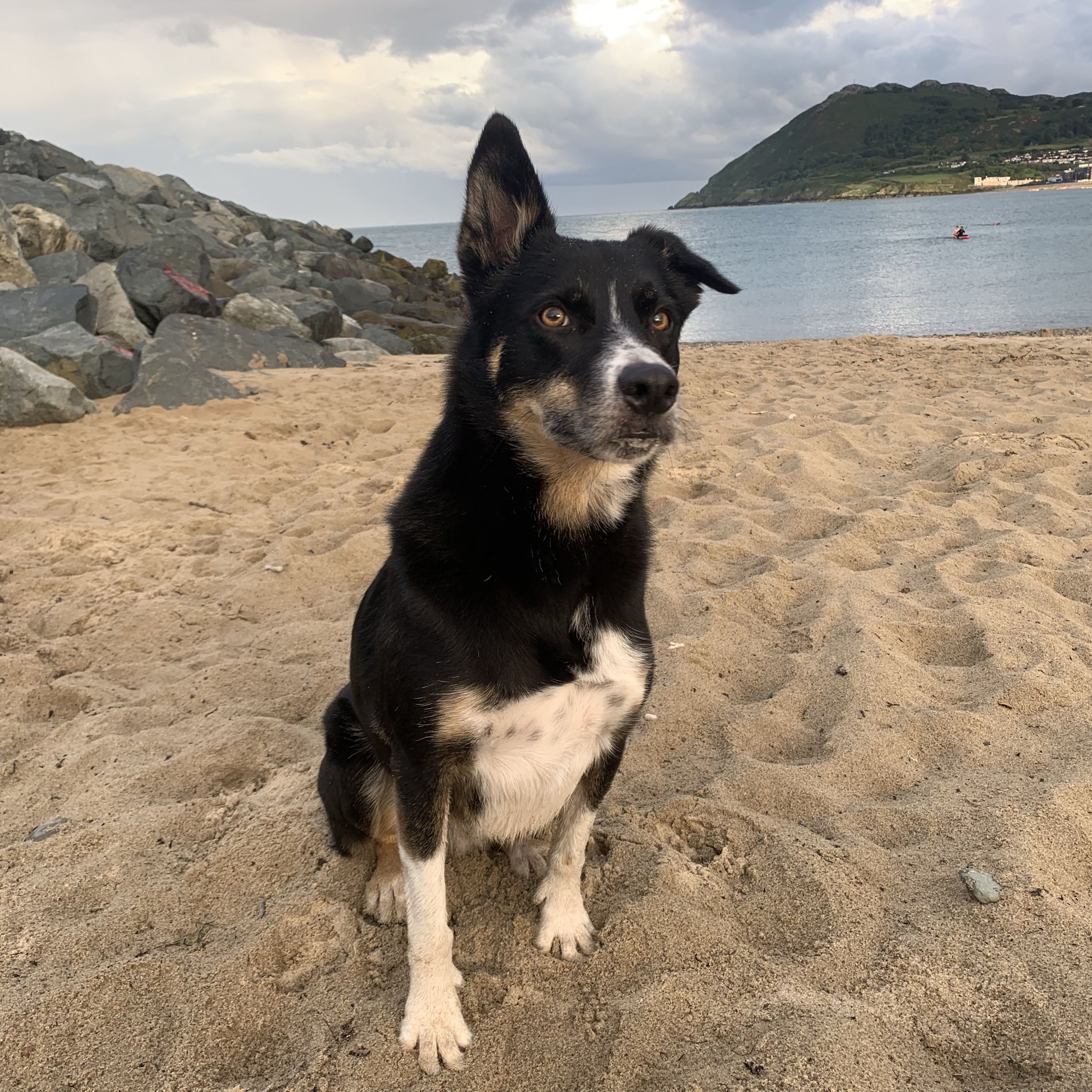 Koda