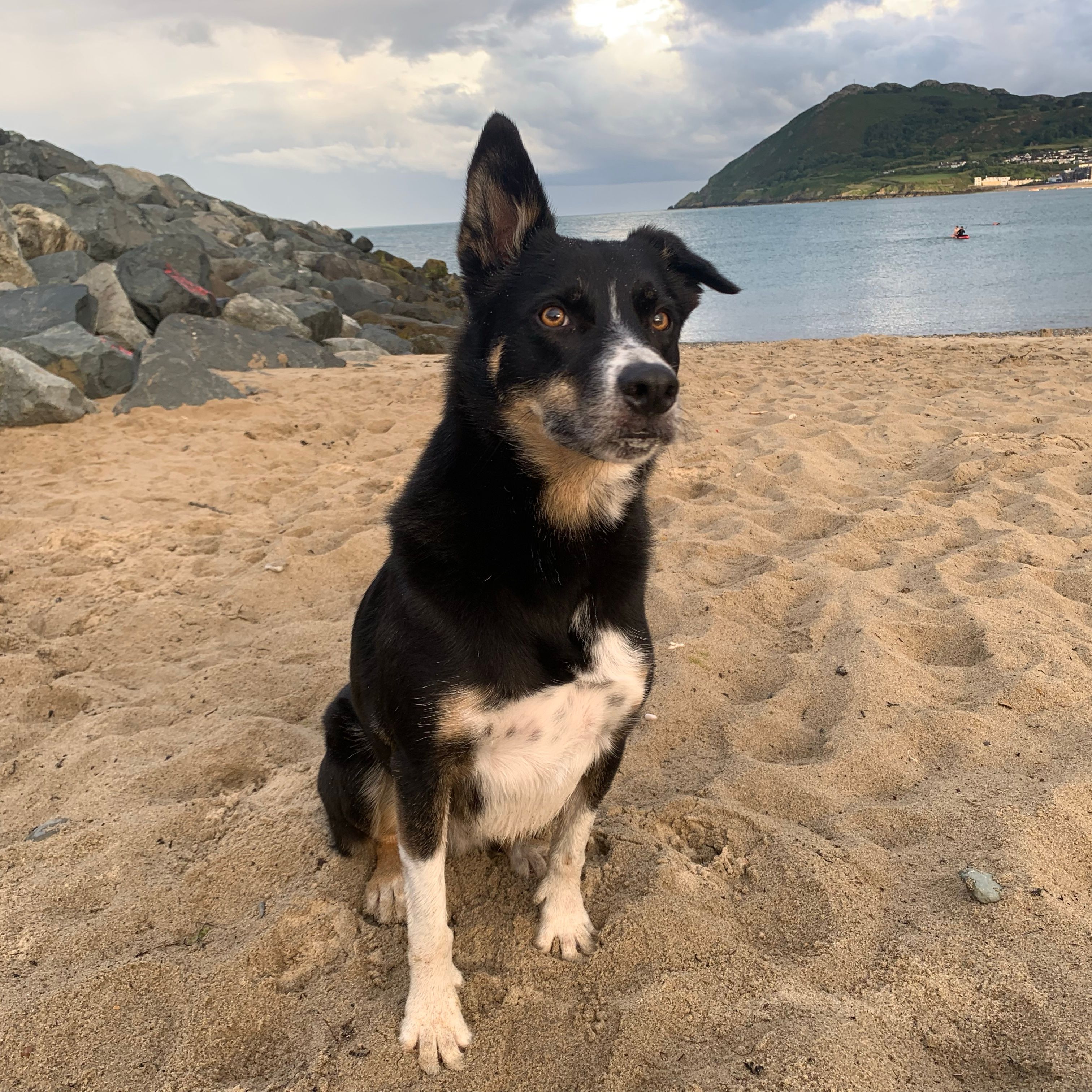 Koda