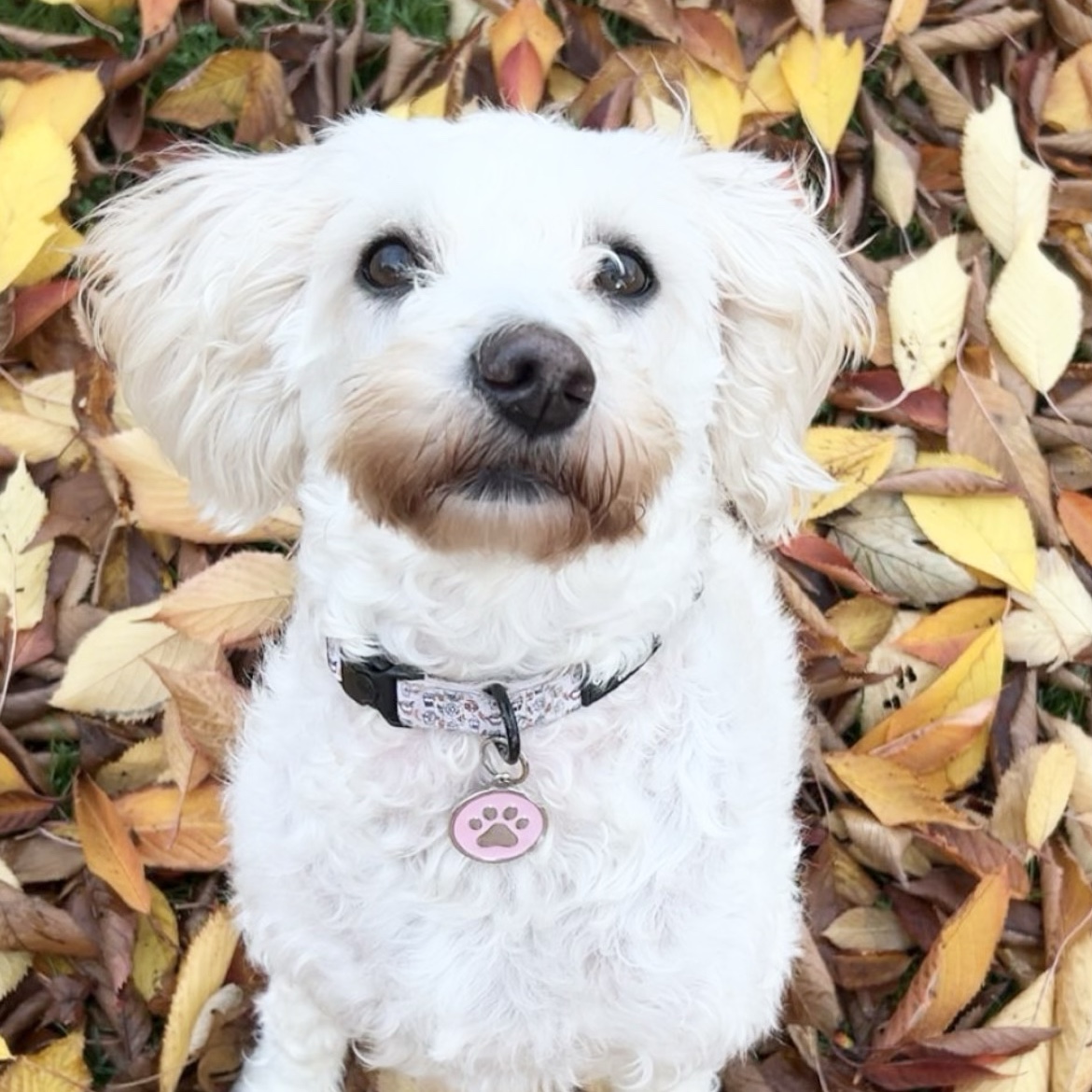Lola