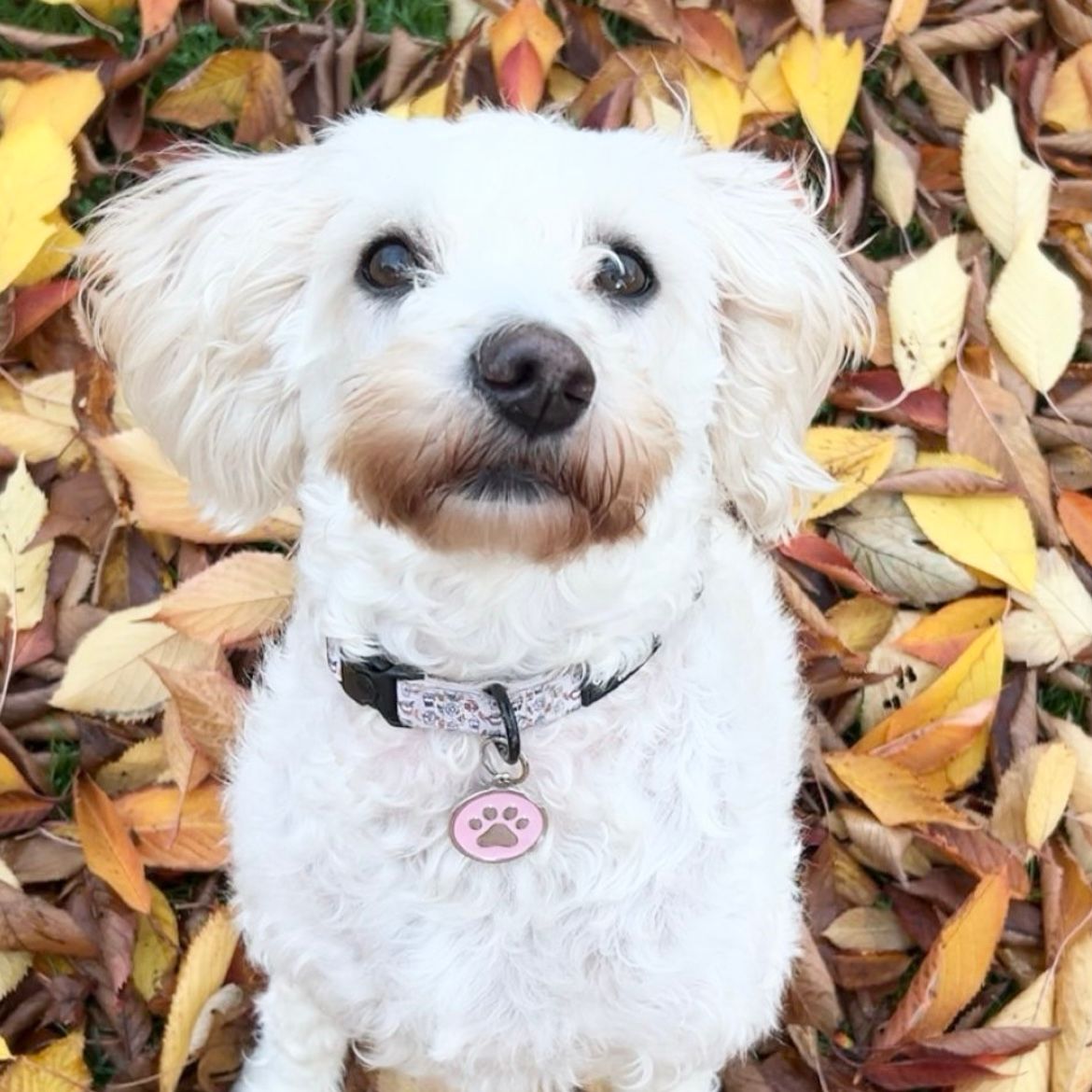 Lola