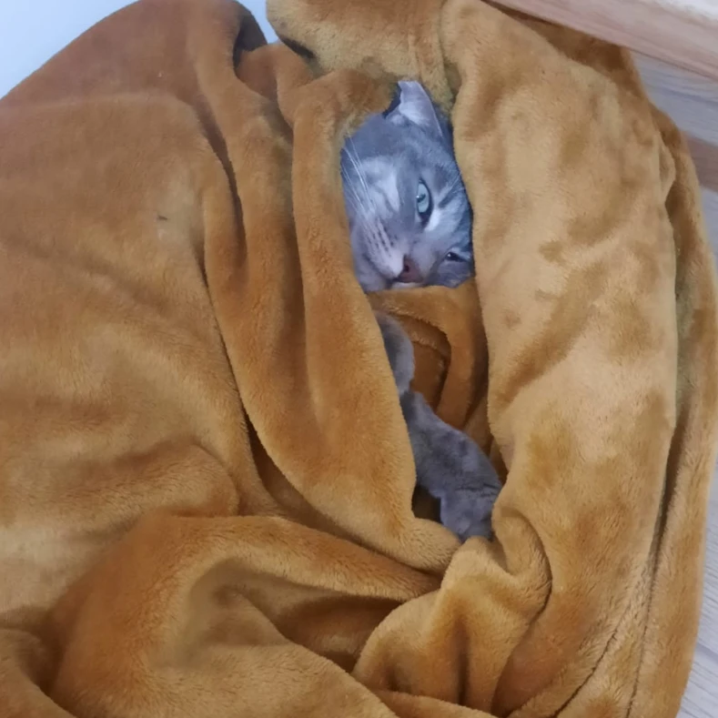 Cleo