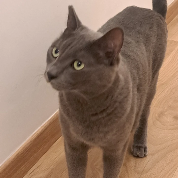 Bastet