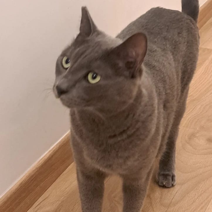 Bastet