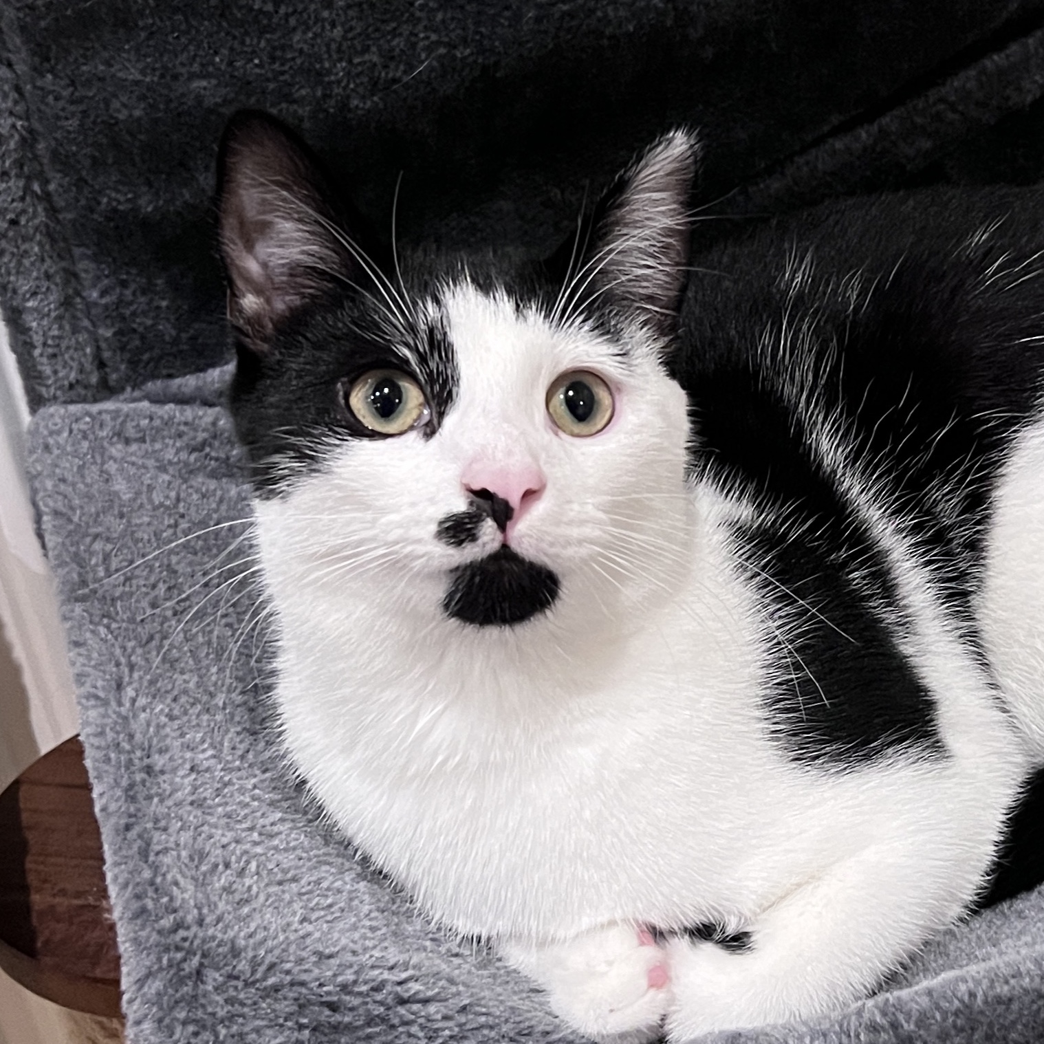 Oscar
