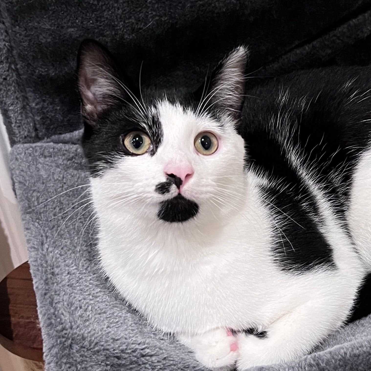 Oscar