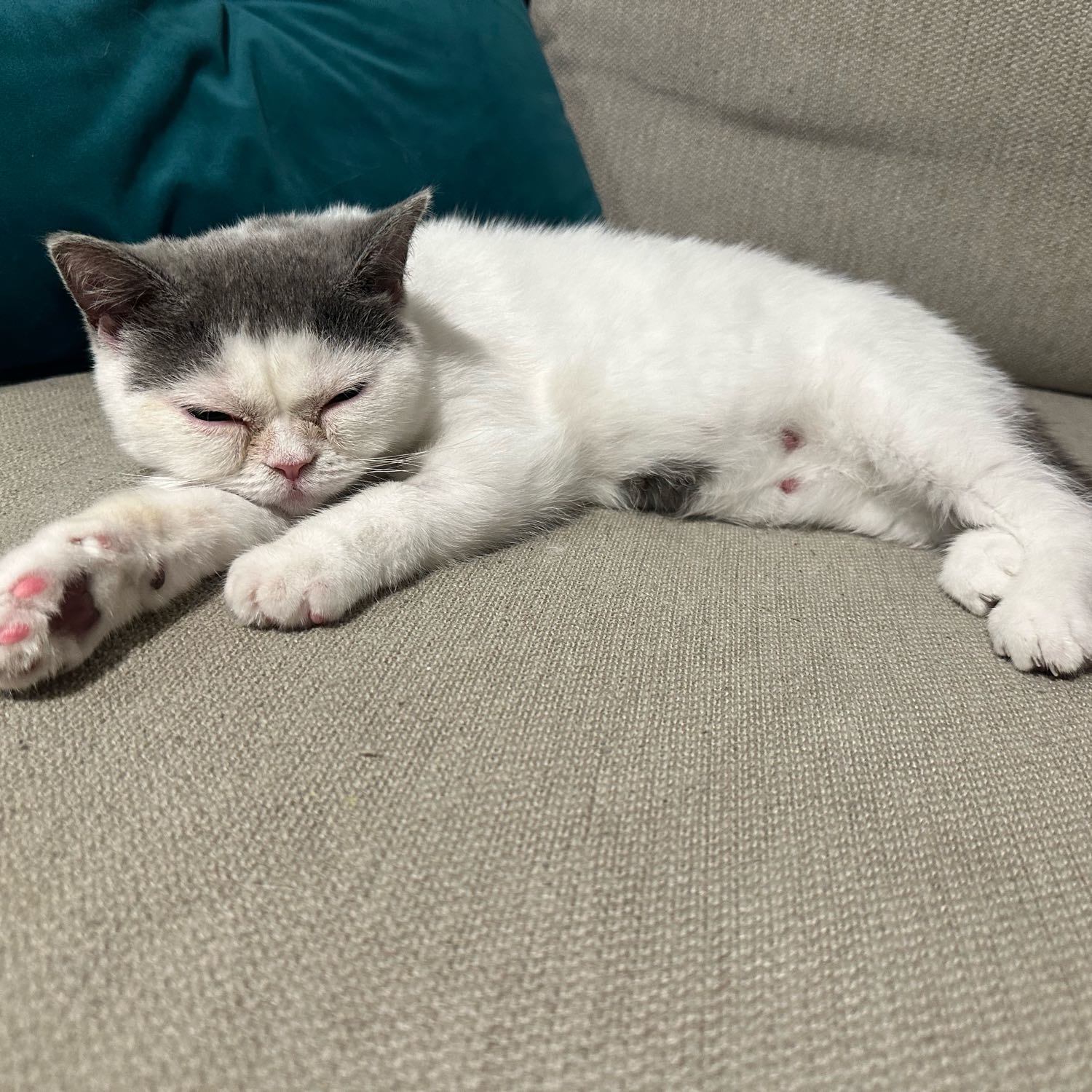 Miumiu