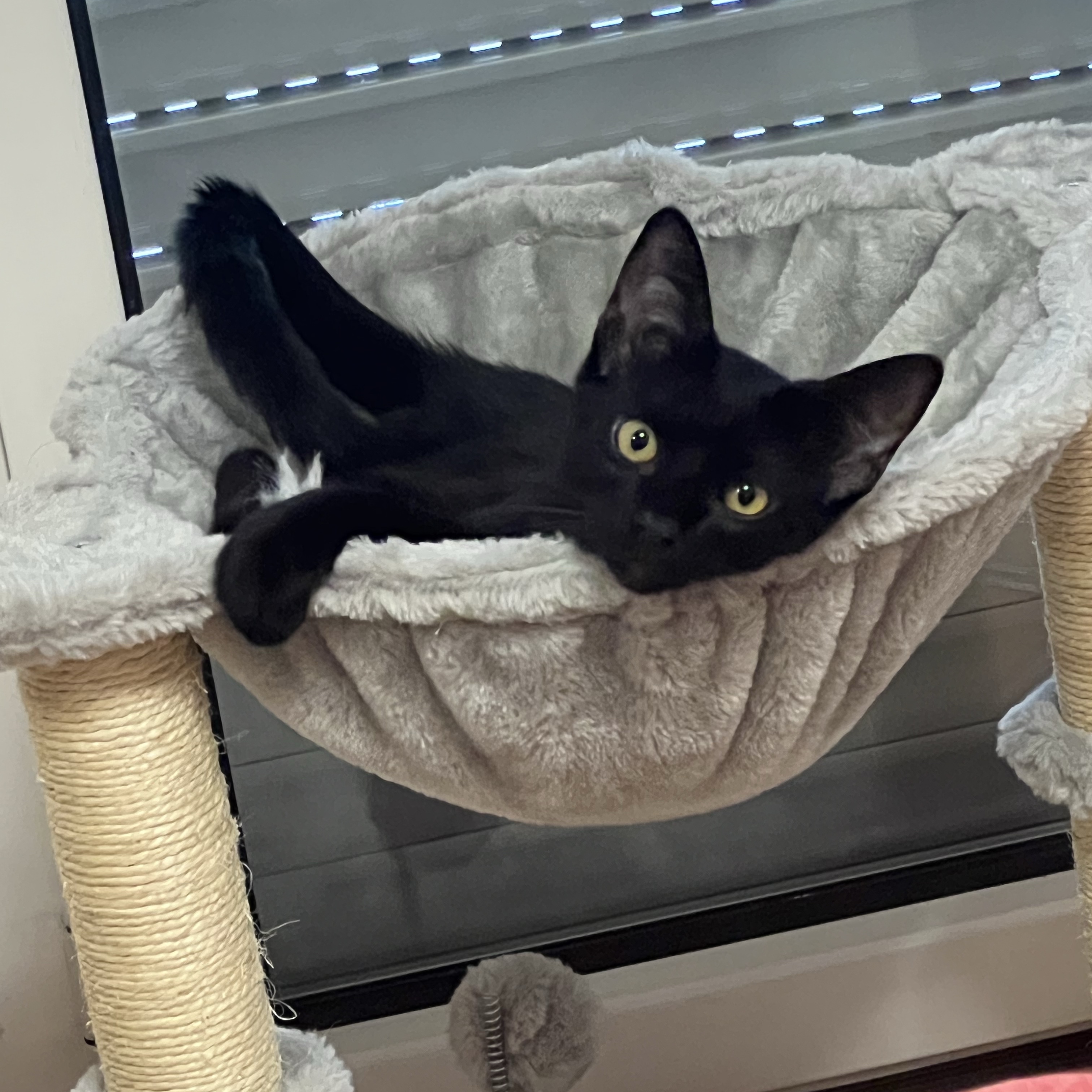 Pablo
