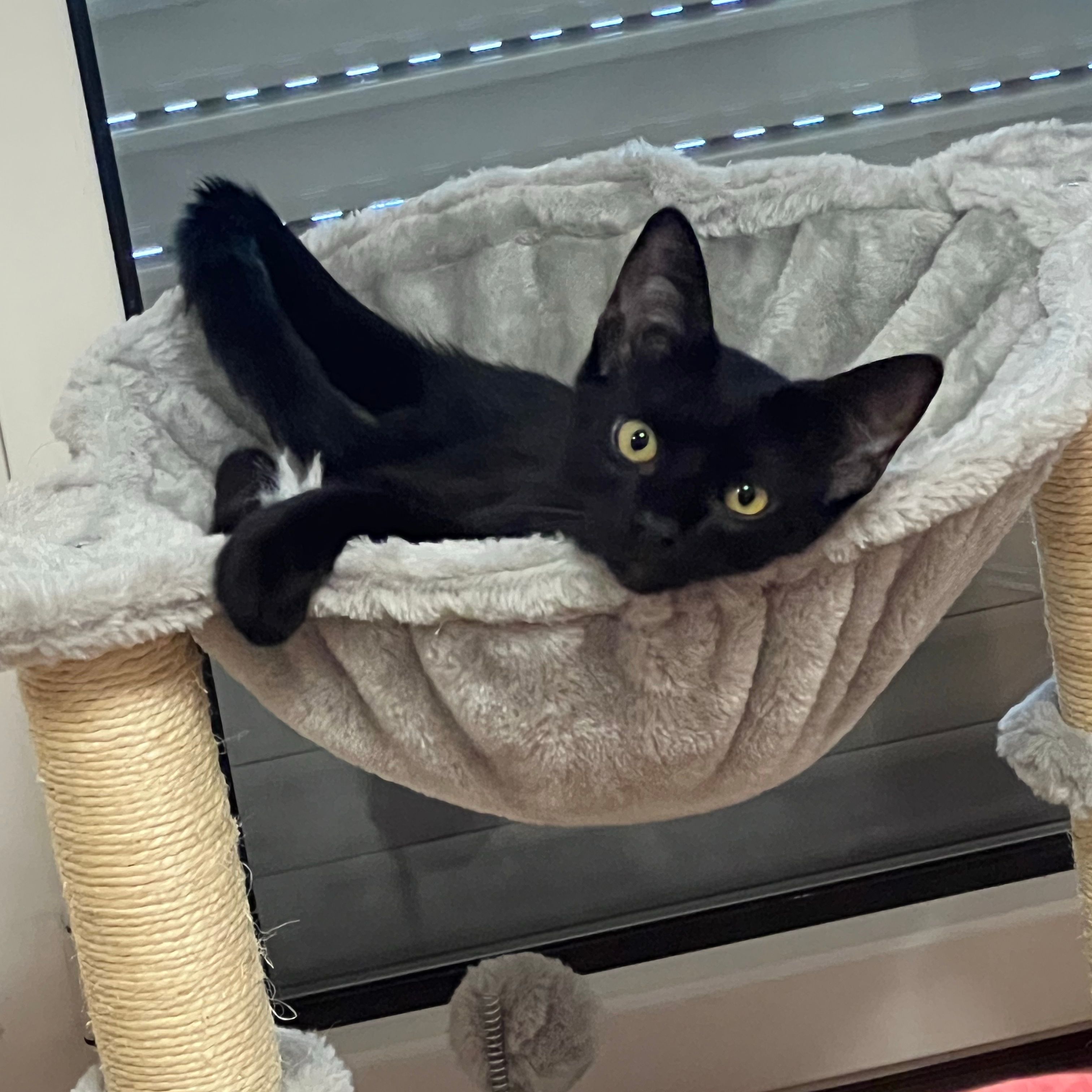 Pablo