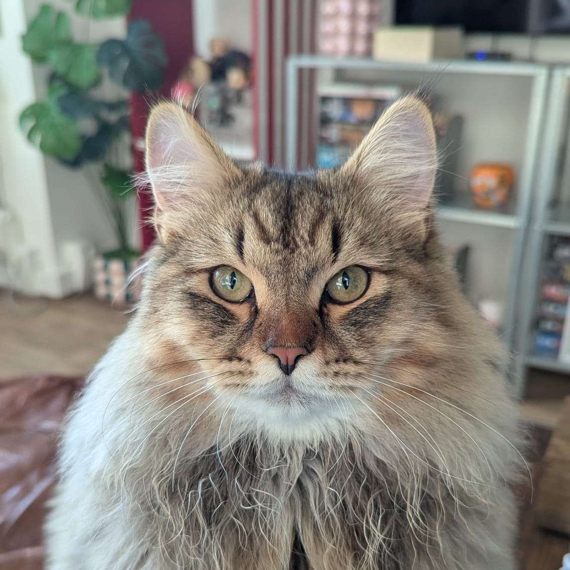 Oggy