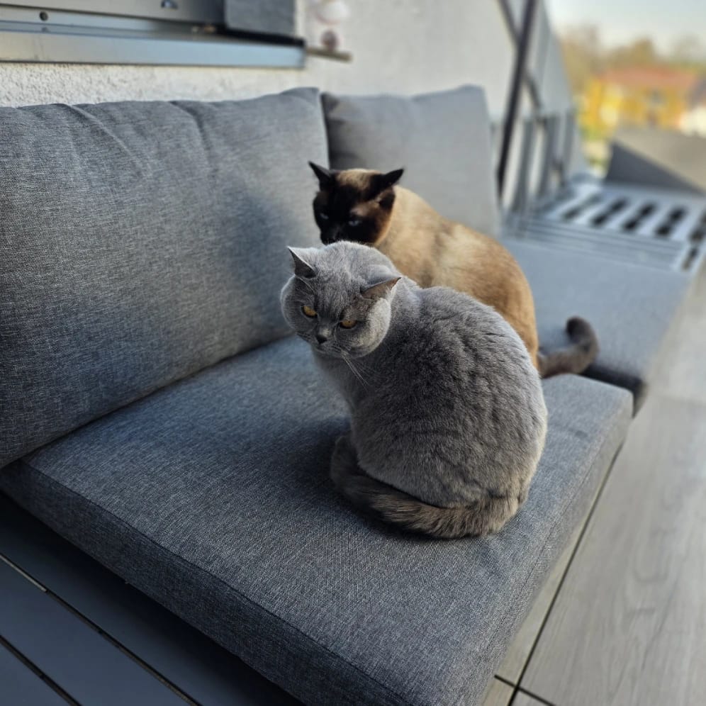 Grey and Gizmo